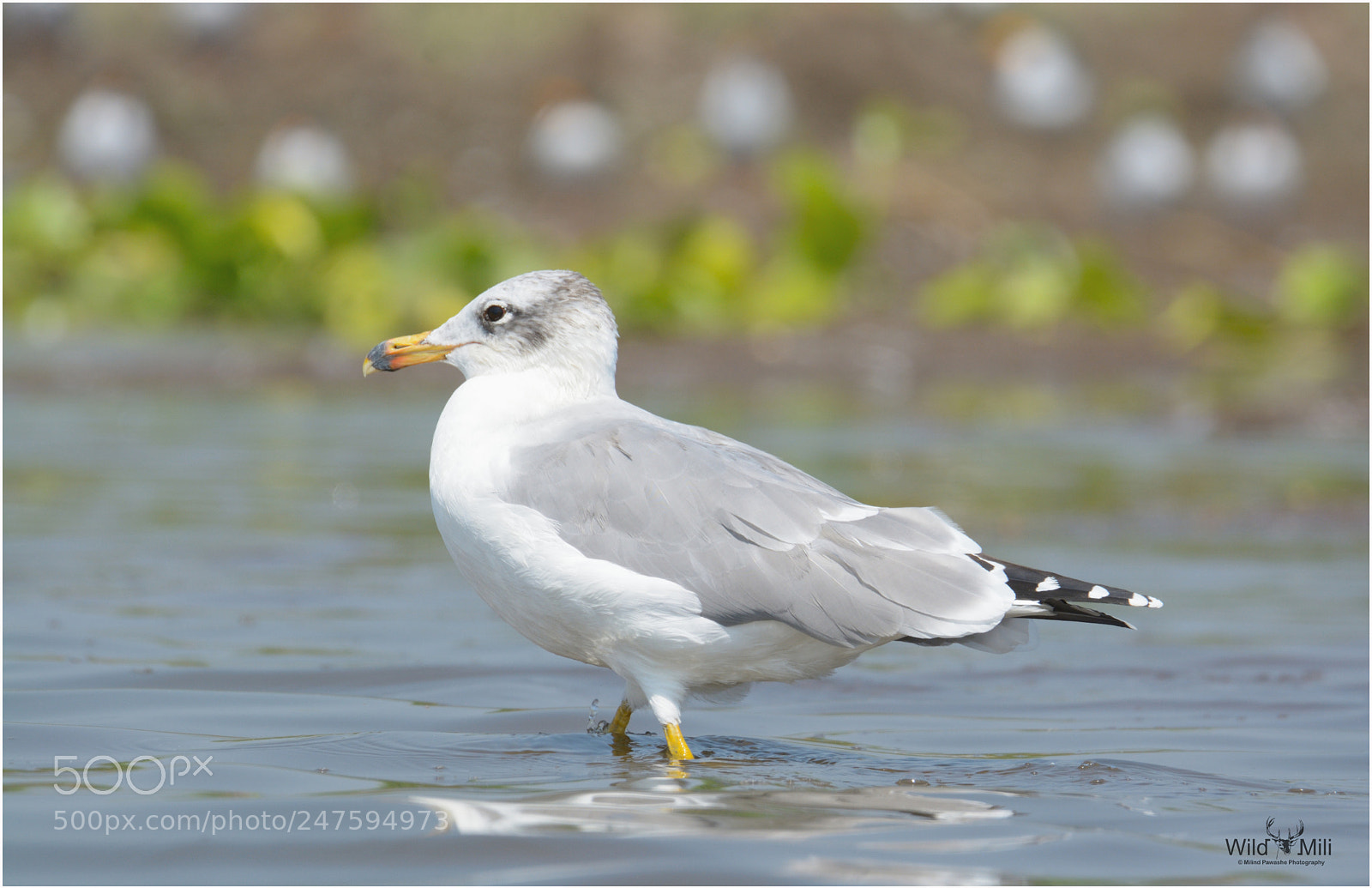 Nikon D7100 sample photo. Pallas's gull photography