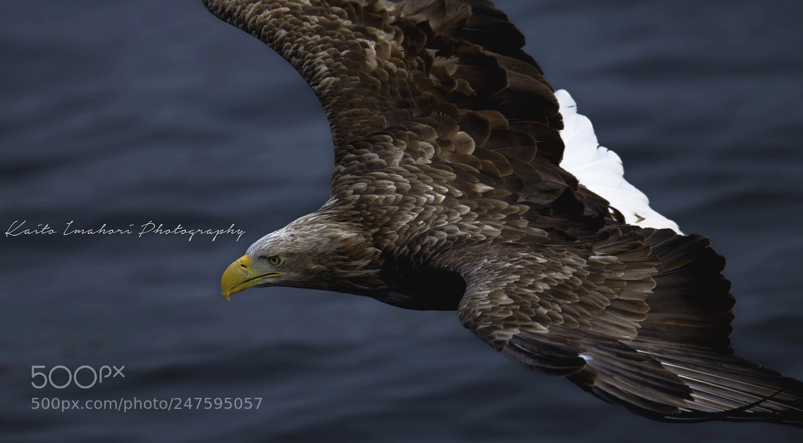 Nikon D800 sample photo. Oceanic champion photography