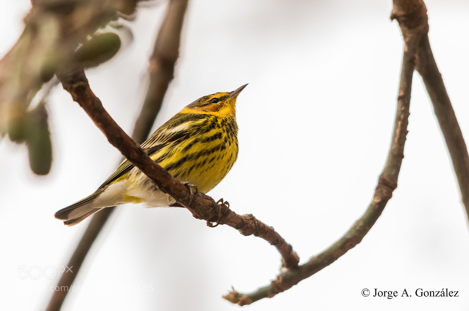 Canon EOS 7D Mark II sample photo. Cape may warbler photography
