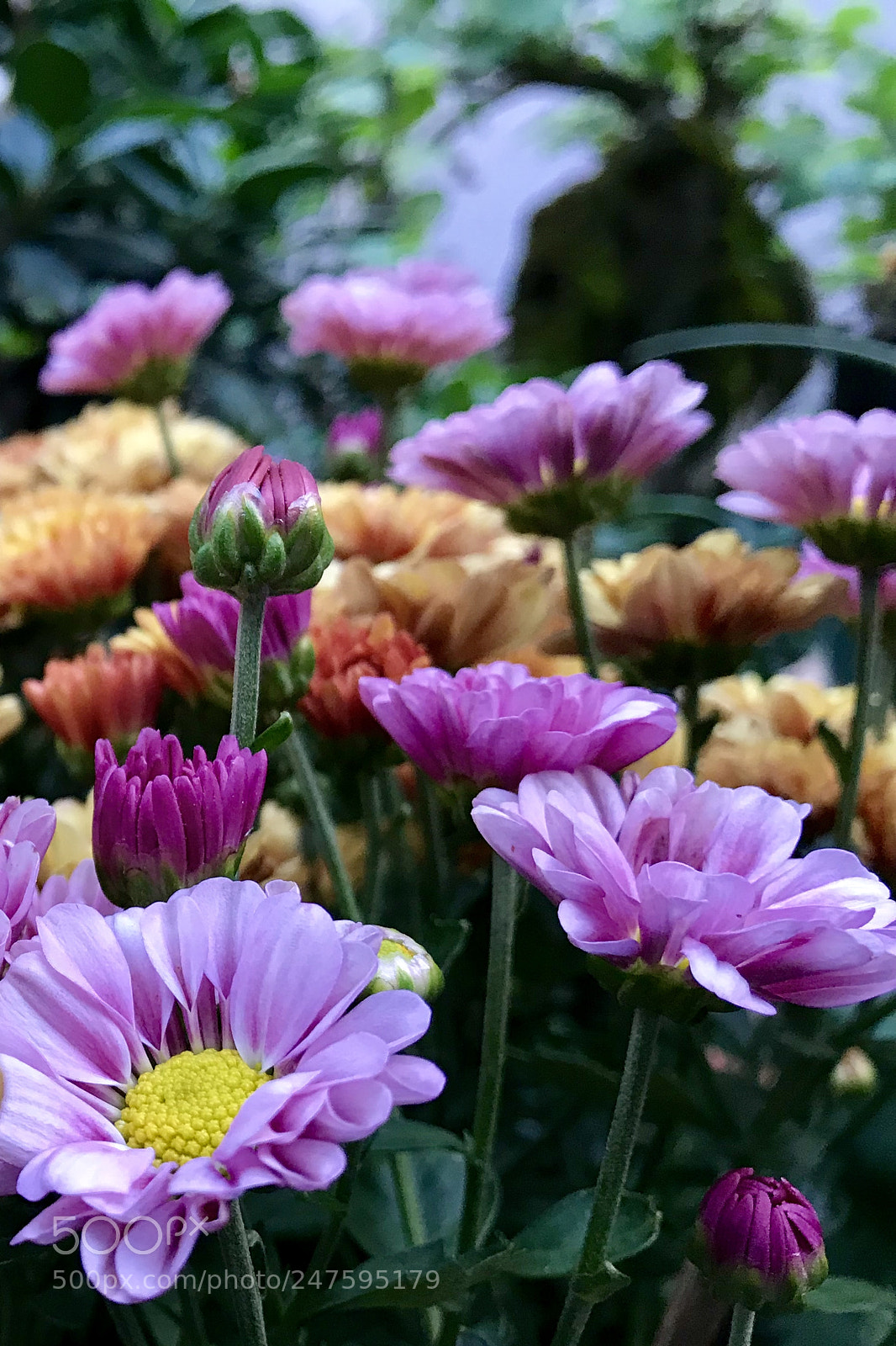 Apple iPhone 7 Plus sample photo. Untitled photography