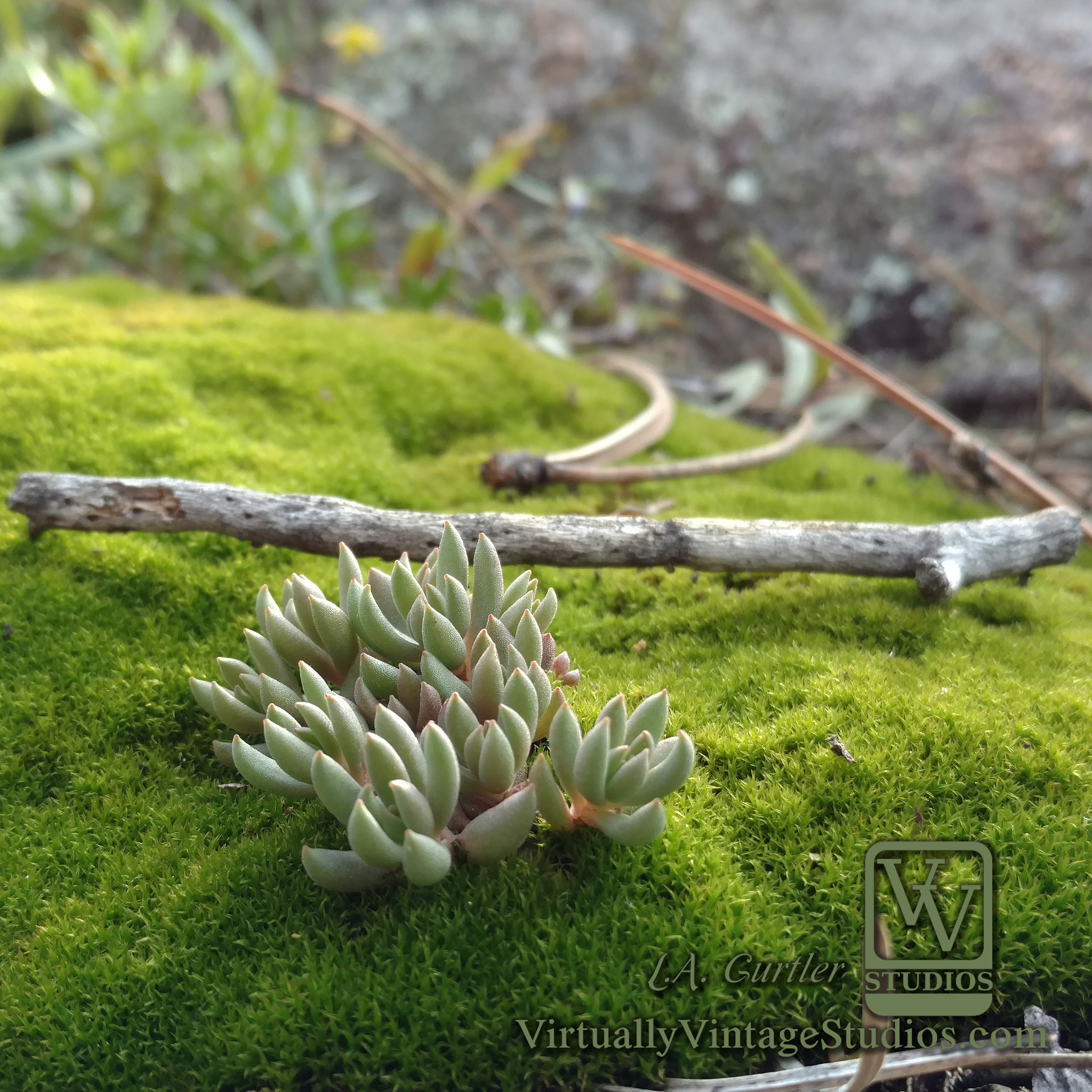 Motorola DROID Turbo 2 sample photo. Succulent on moss bed photography