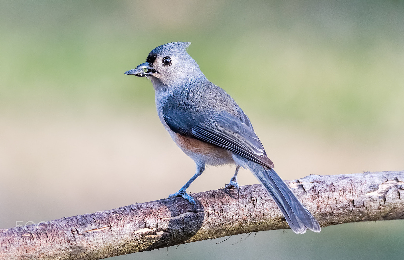 Nikon D500 sample photo. Tufted titmouse photography