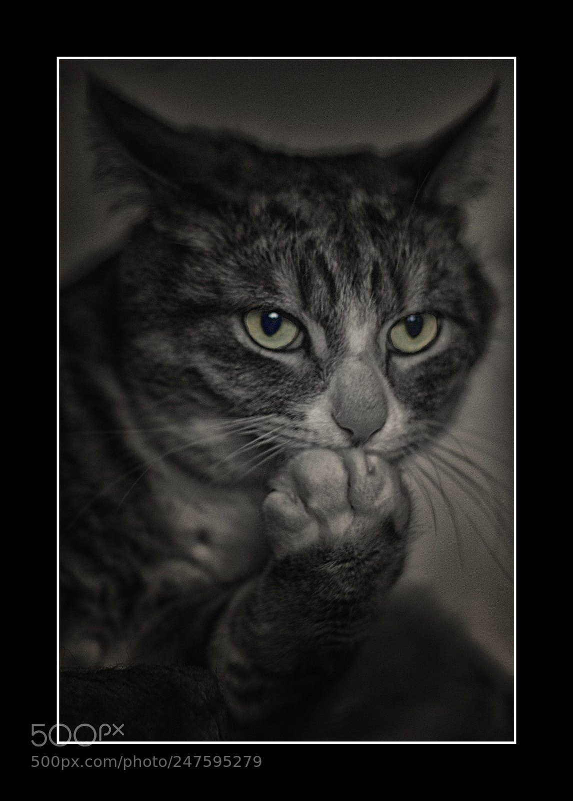 Canon EOS 700D (EOS Rebel T5i / EOS Kiss X7i) sample photo. Speak no evil ... photography