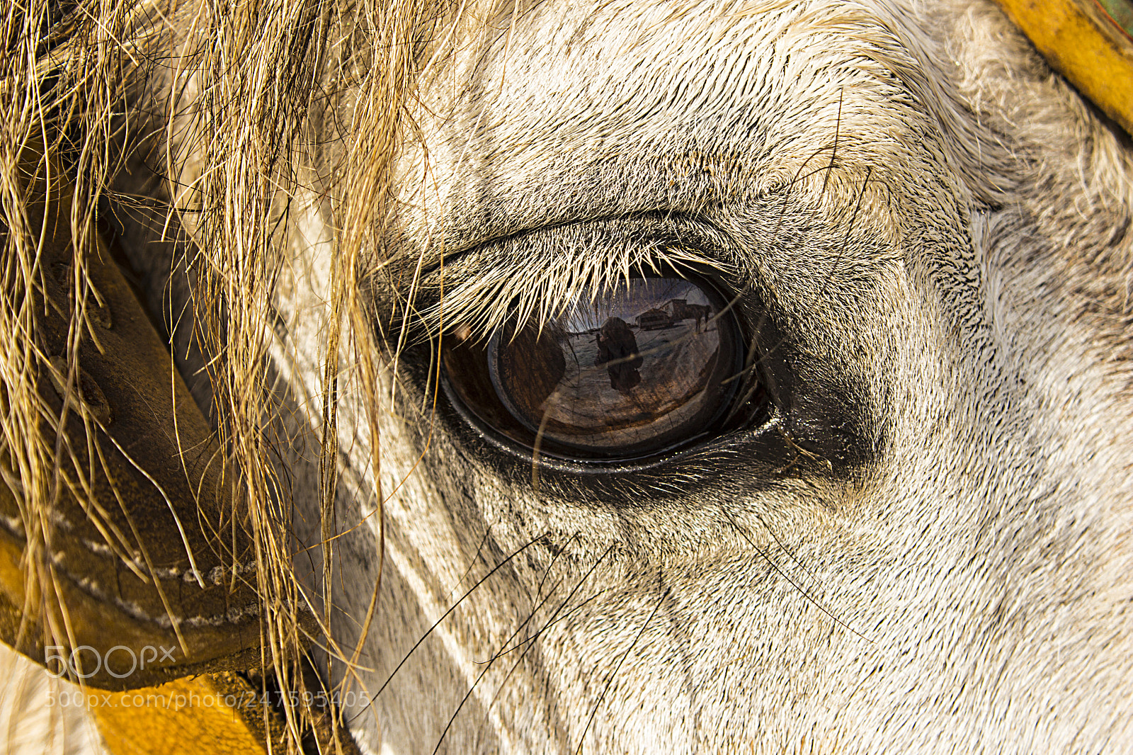 Canon EOS 700D (EOS Rebel T5i / EOS Kiss X7i) sample photo. Eyes photography