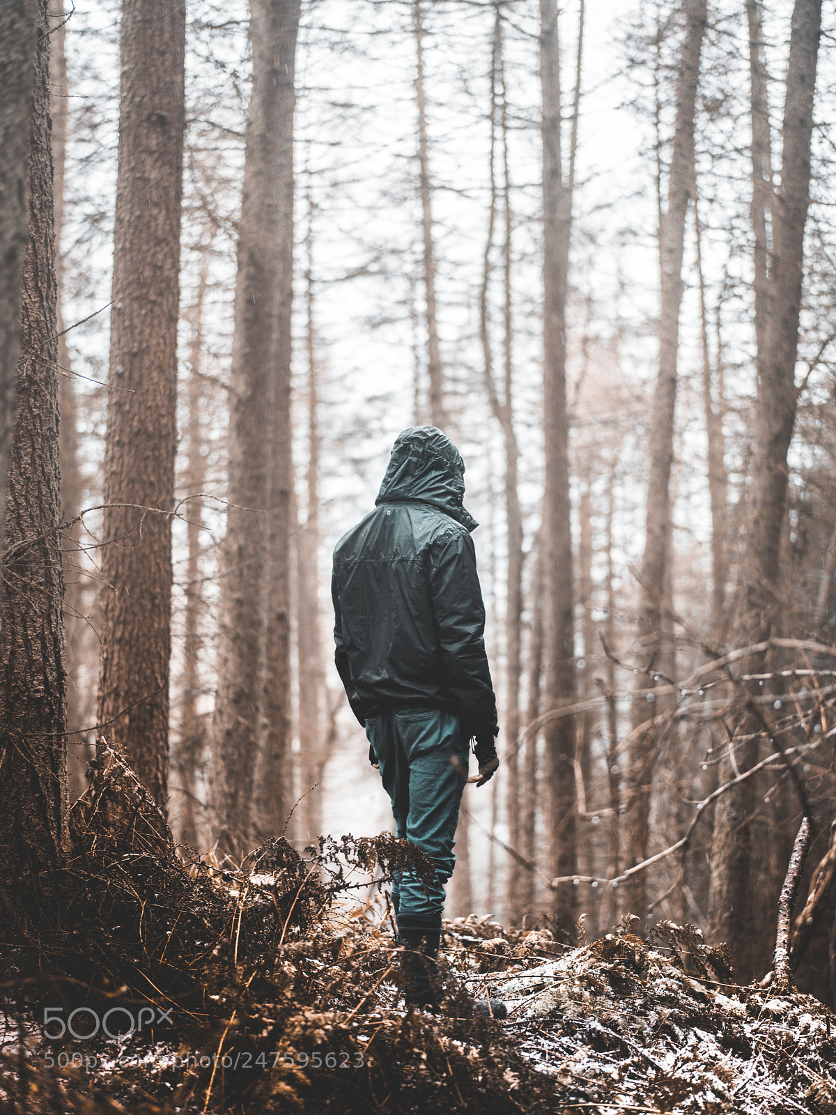 Sony a7R II sample photo. Forest 2 photography