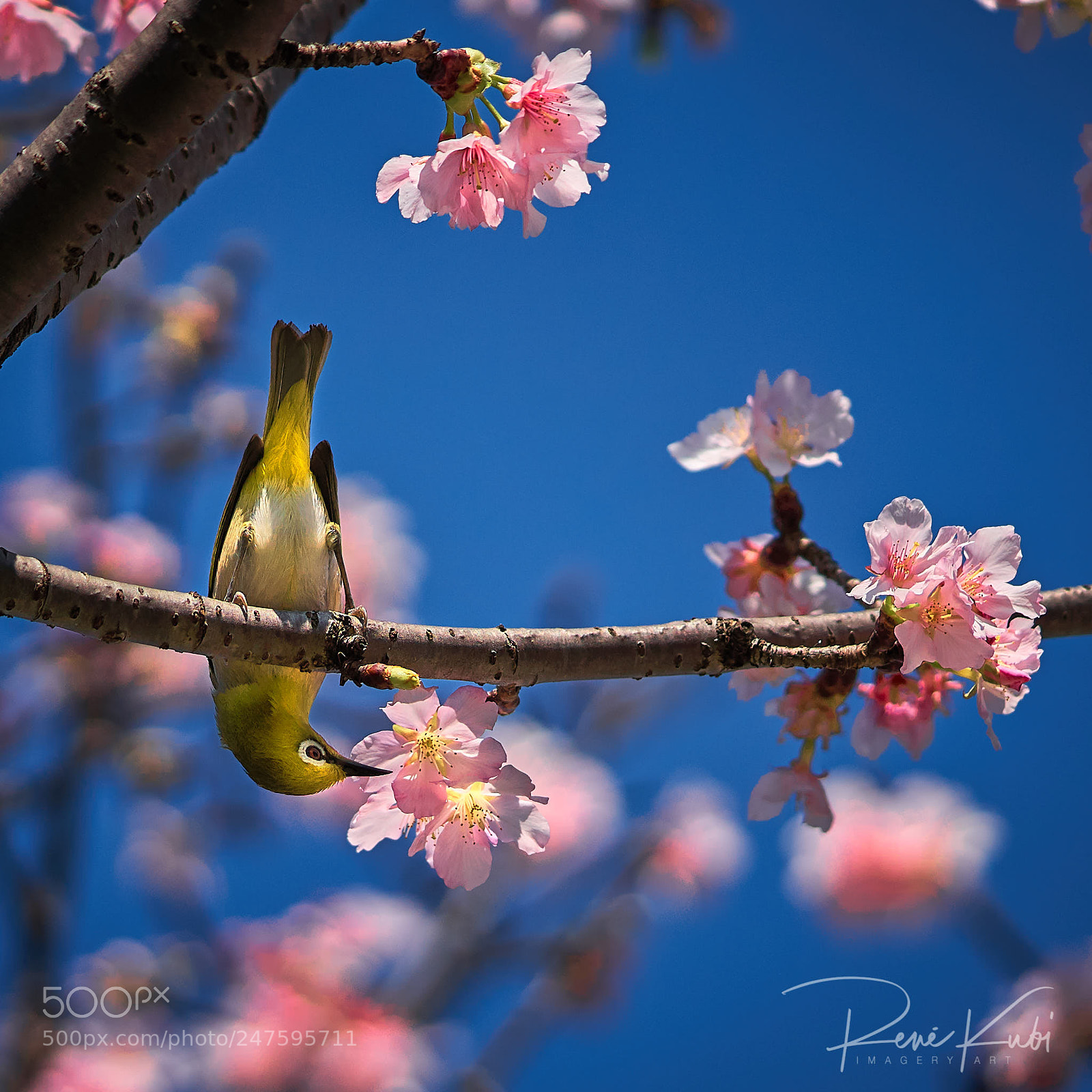 Sony a7R III sample photo. Beautiful cherry blossoms and photography