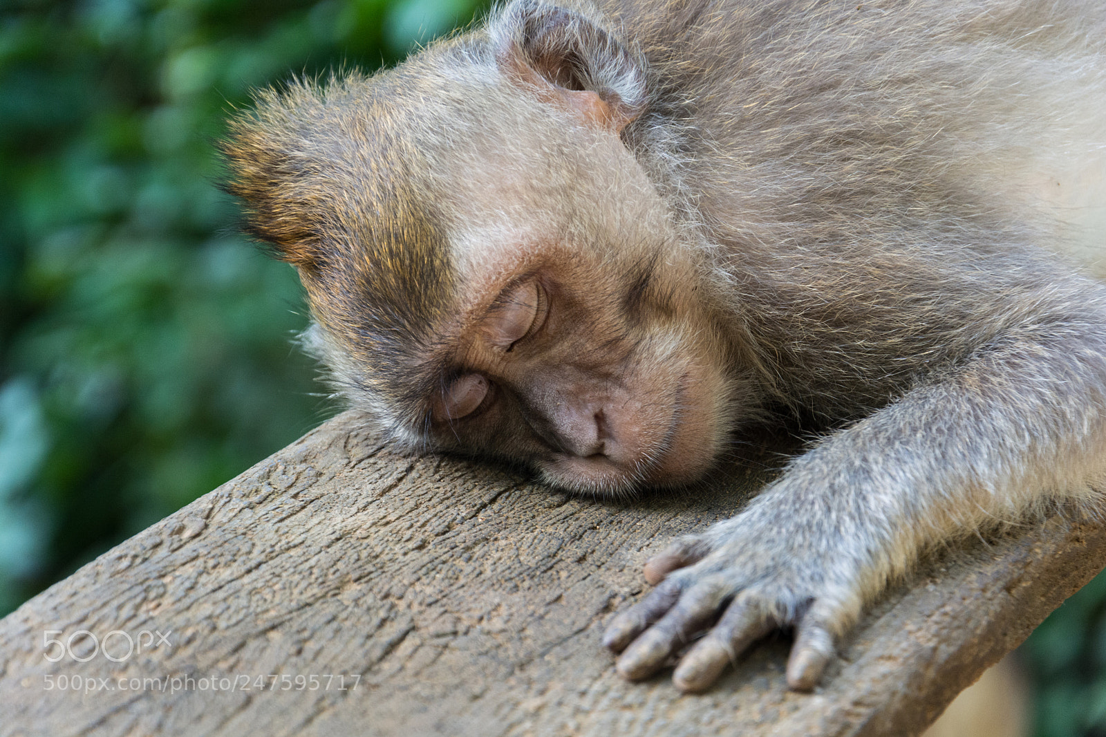 Nikon D5200 sample photo. Monkey photography