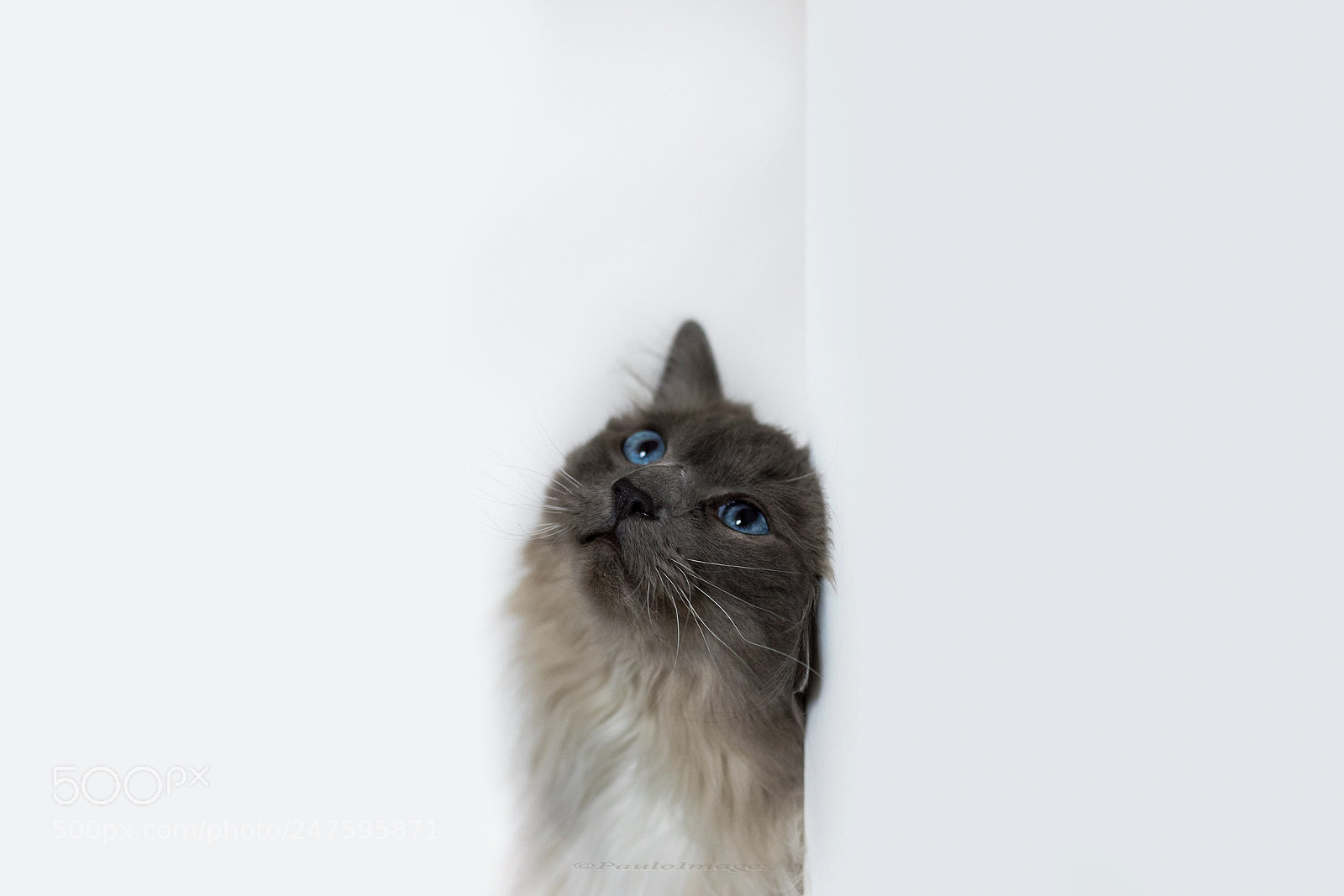 Nikon D810 sample photo. Blue eyes photography