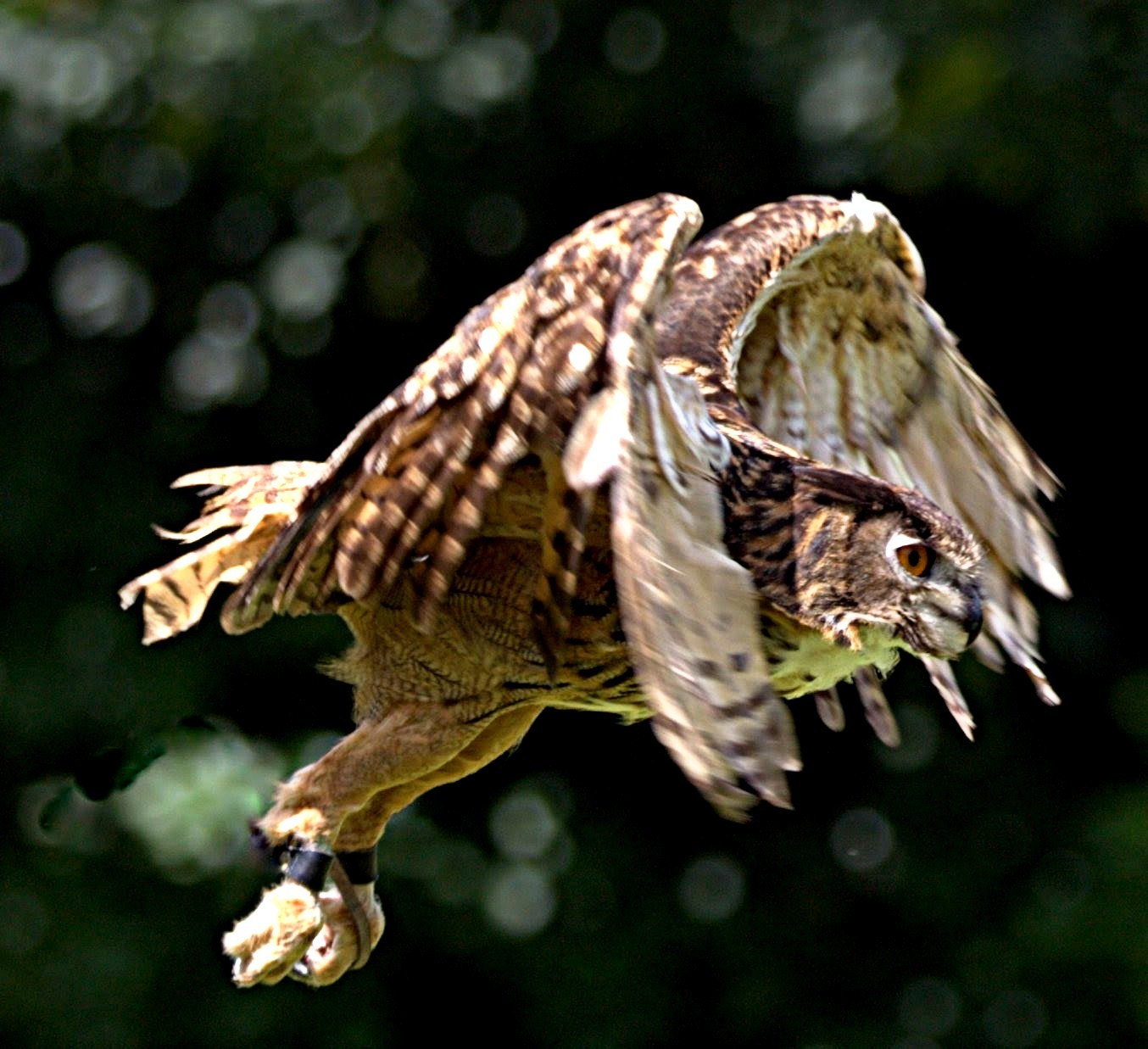 Canon EOS 40D sample photo. Eagle owl photography