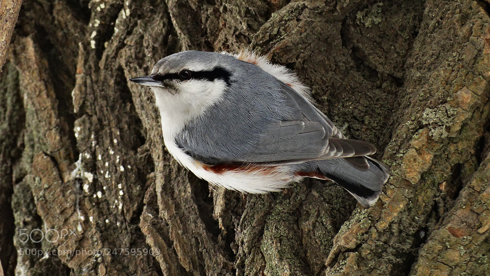 Sony Cyber-shot DSC-HX300 sample photo. Bird photography