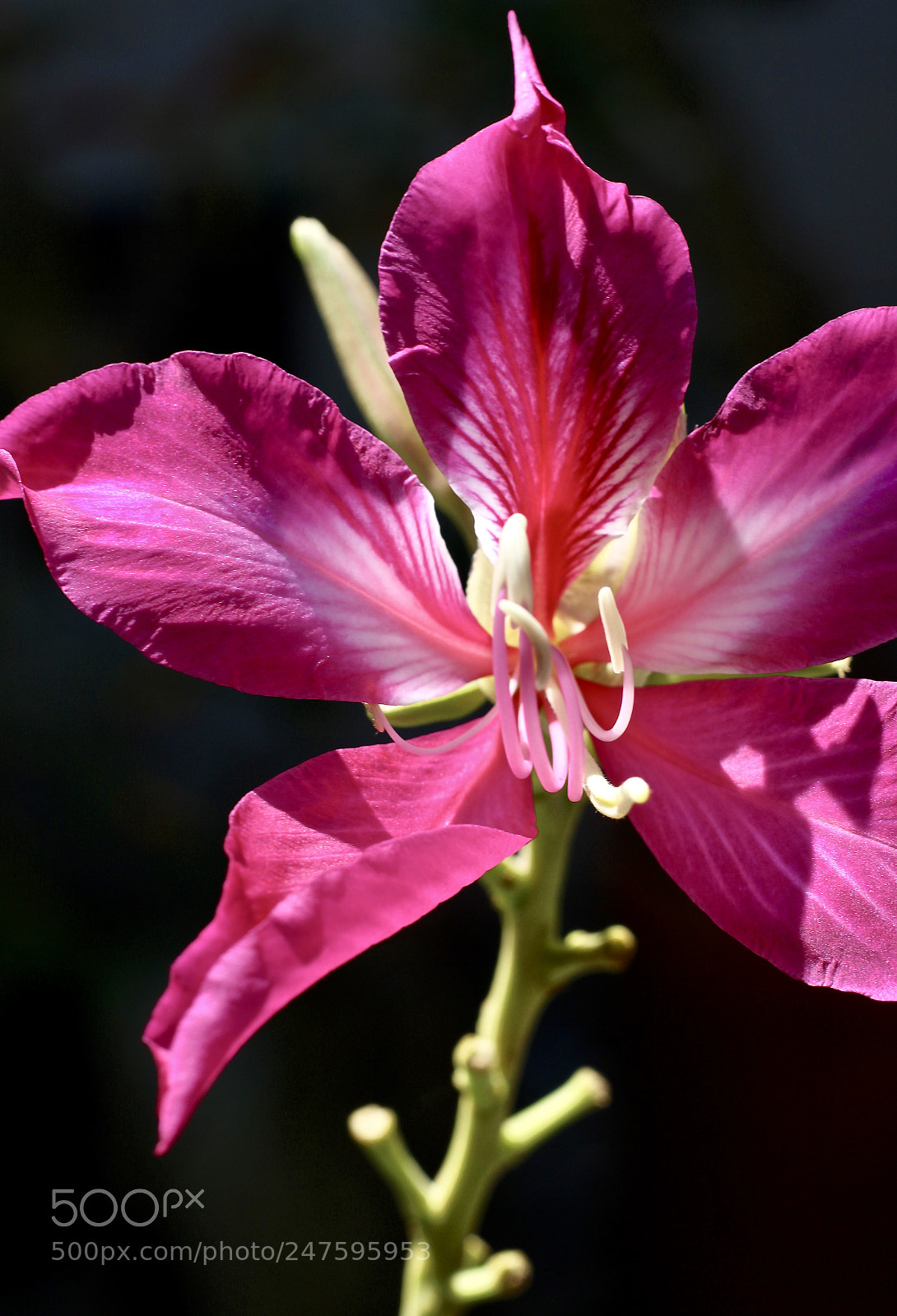 Canon EOS 700D (EOS Rebel T5i / EOS Kiss X7i) sample photo. Strike a pose photography