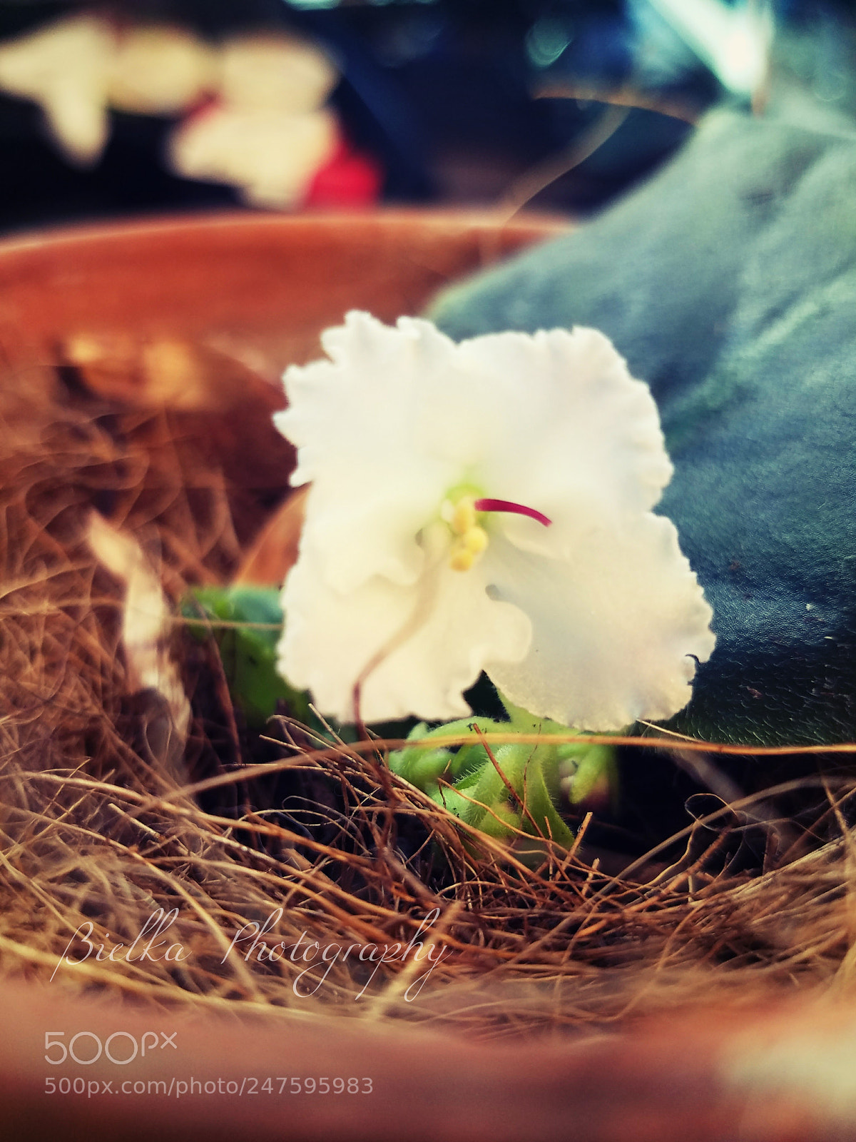 Samsung Galaxy S7 sample photo. Baby girl photography