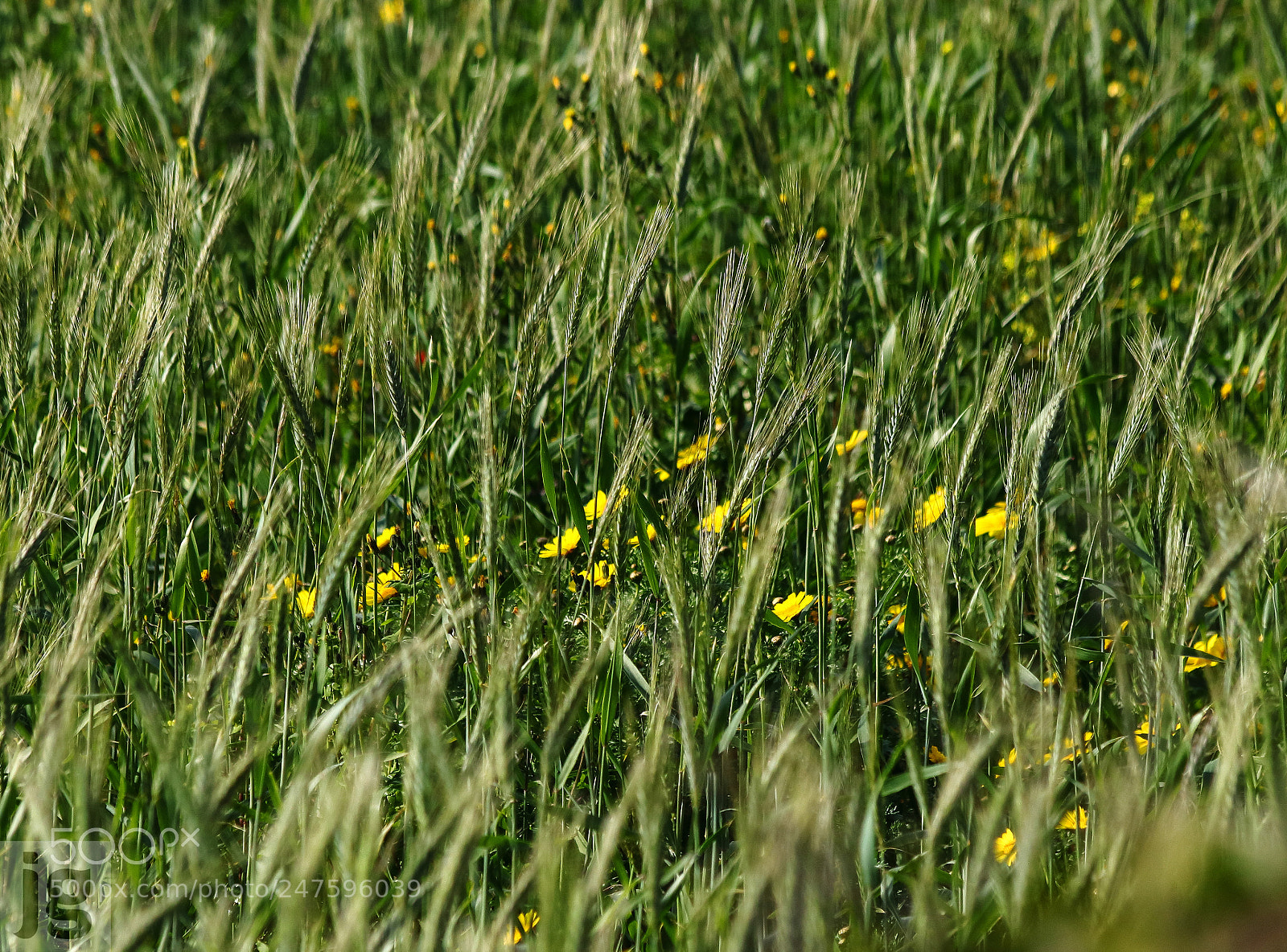 Canon EOS 77D (EOS 9000D / EOS 770D) sample photo. Yellow among green photography