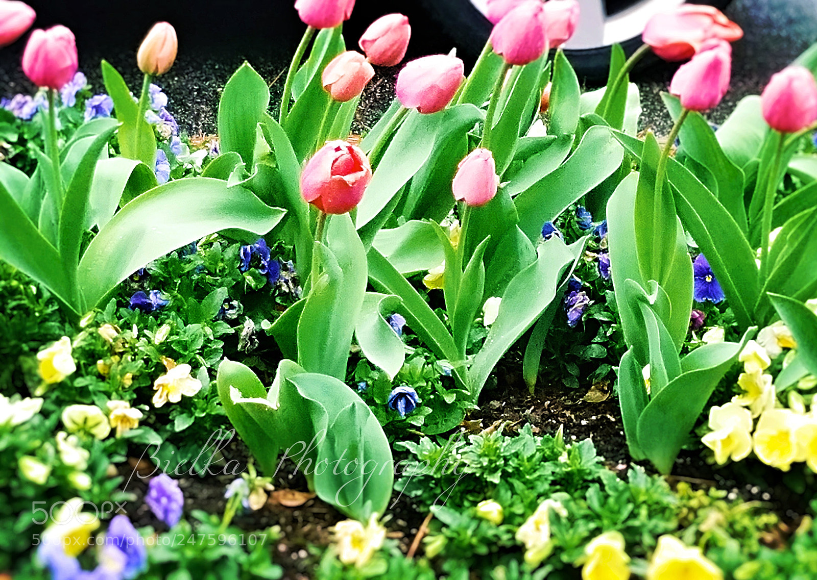 Samsung Galaxy S7 sample photo. Spring time is finally photography