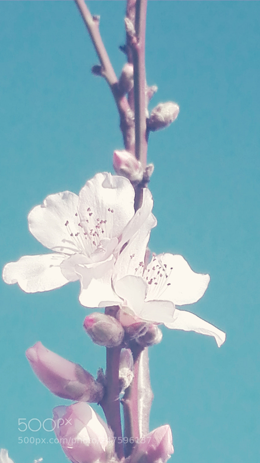 HUAWEI P8 Lite sample photo. Tr photography