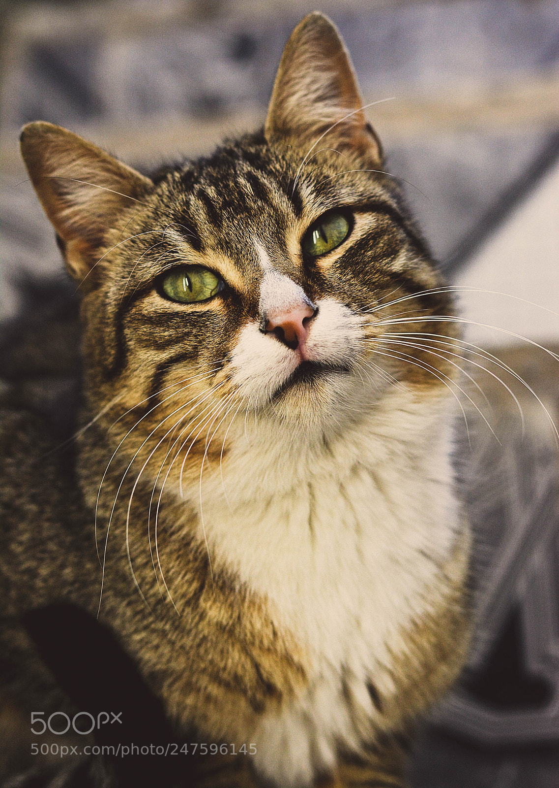 Nikon D7100 sample photo. Cat photography