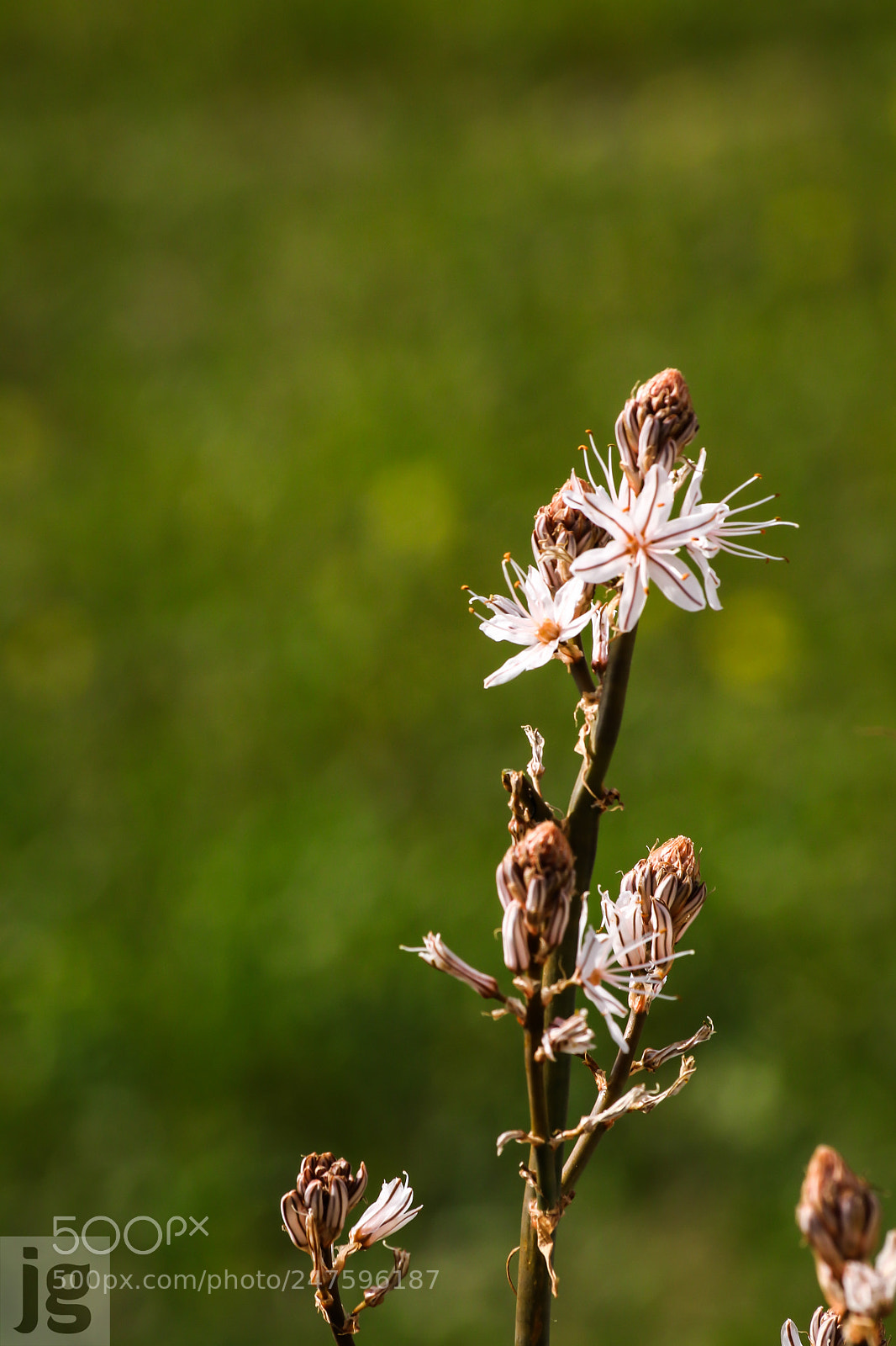 Canon EOS 77D (EOS 9000D / EOS 770D) sample photo. Wild flower photography