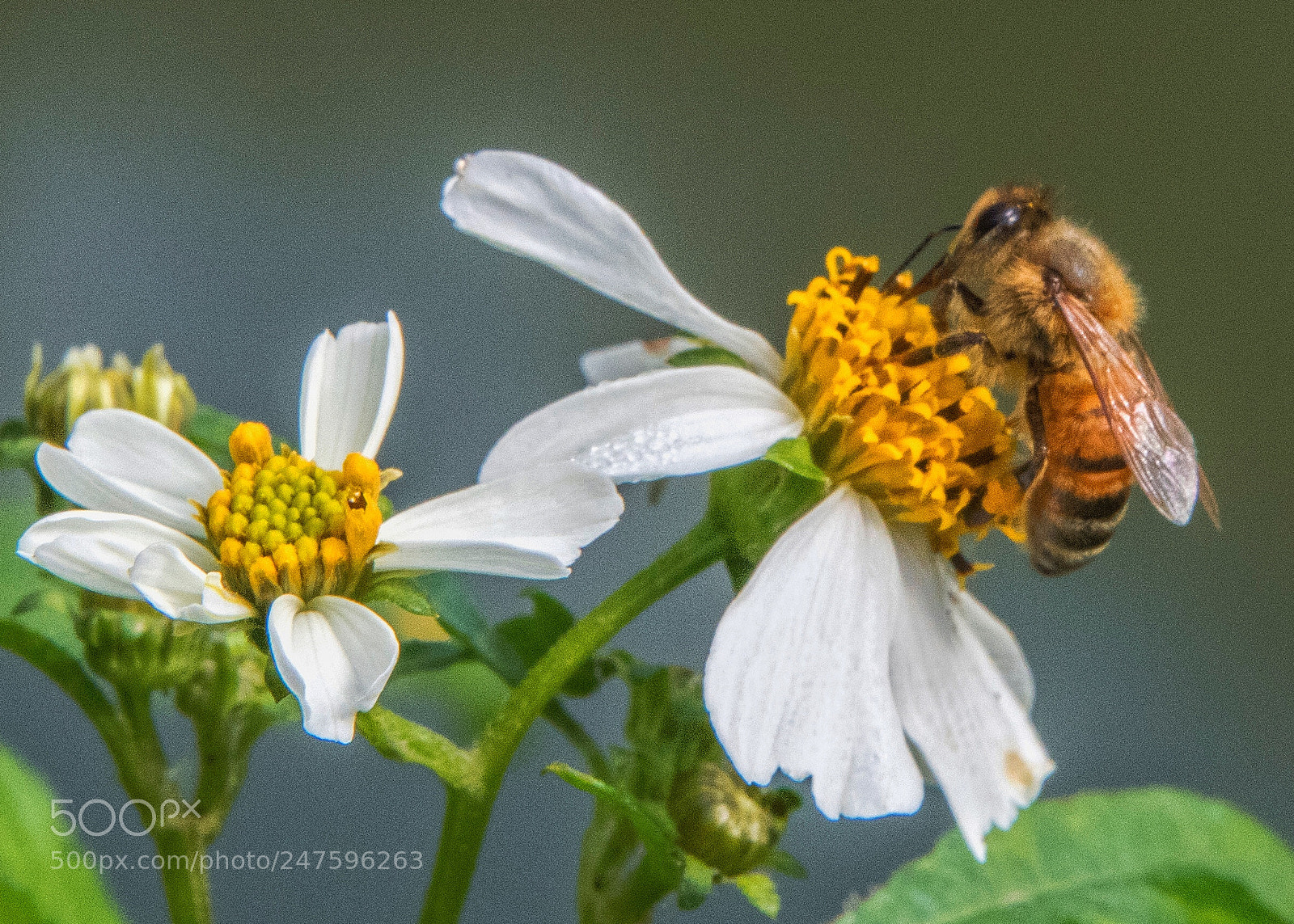 Nikon D850 sample photo. Honey collector photography