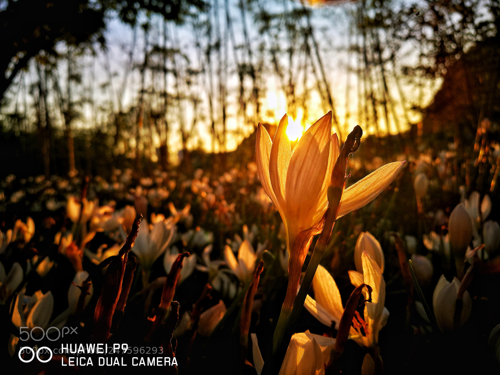 HUAWEI P9 sample photo. 一朵太阳 photography