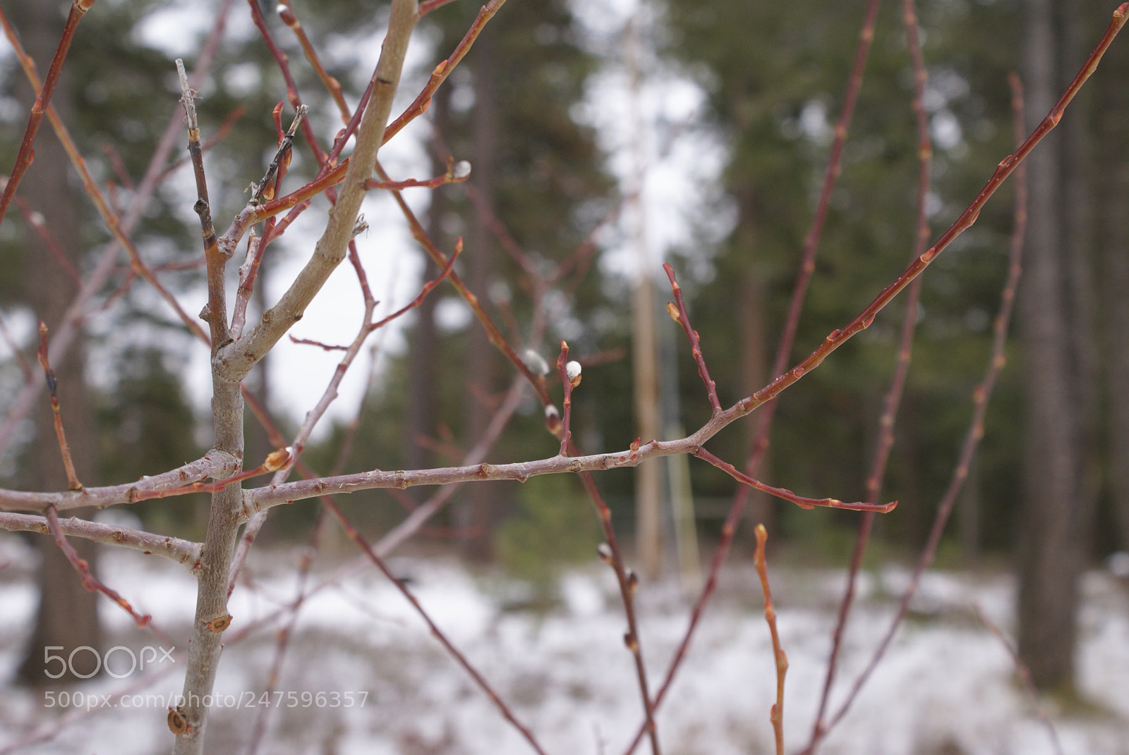 Sony Alpha DSLR-A100 sample photo. Soon... photography