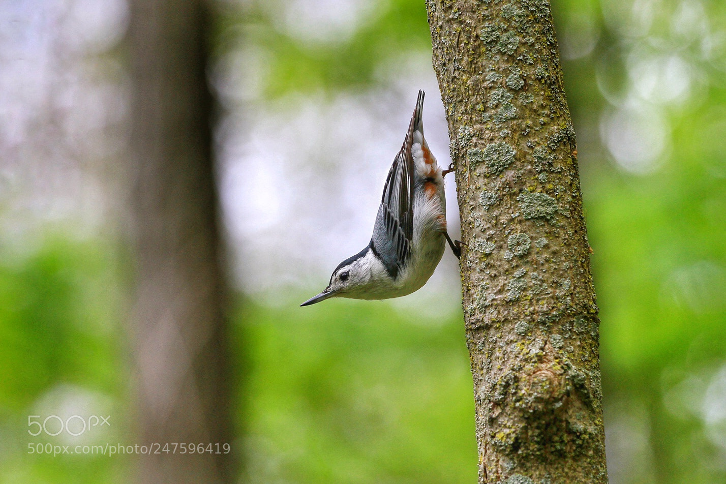 Canon EOS 7D sample photo. Spring bird photography
