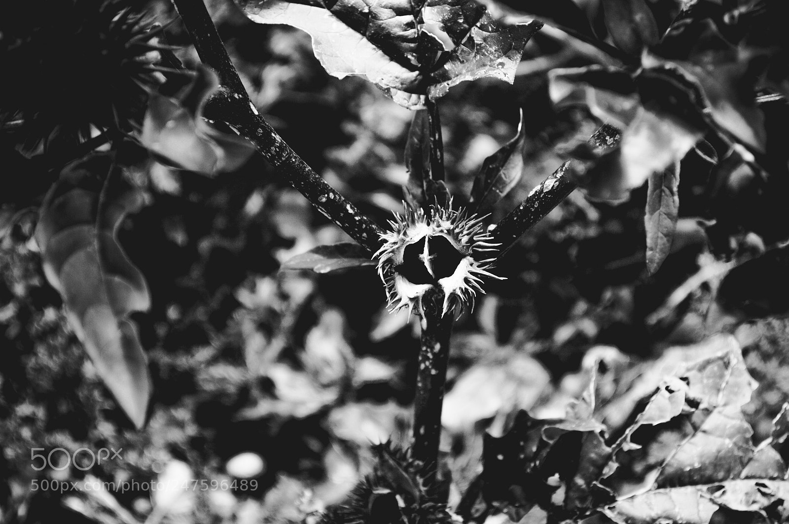 Nikon D3200 sample photo. Espinoso photography
