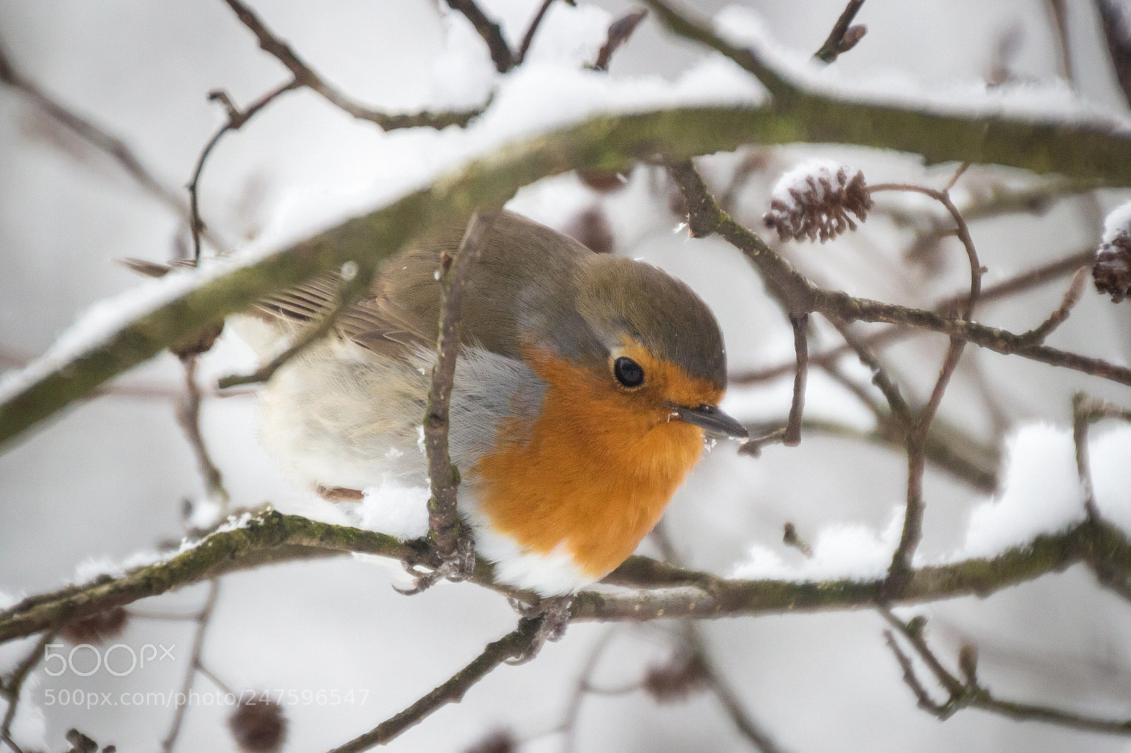 Canon EOS 100D (EOS Rebel SL1 / EOS Kiss X7) sample photo. Robin in the snow photography