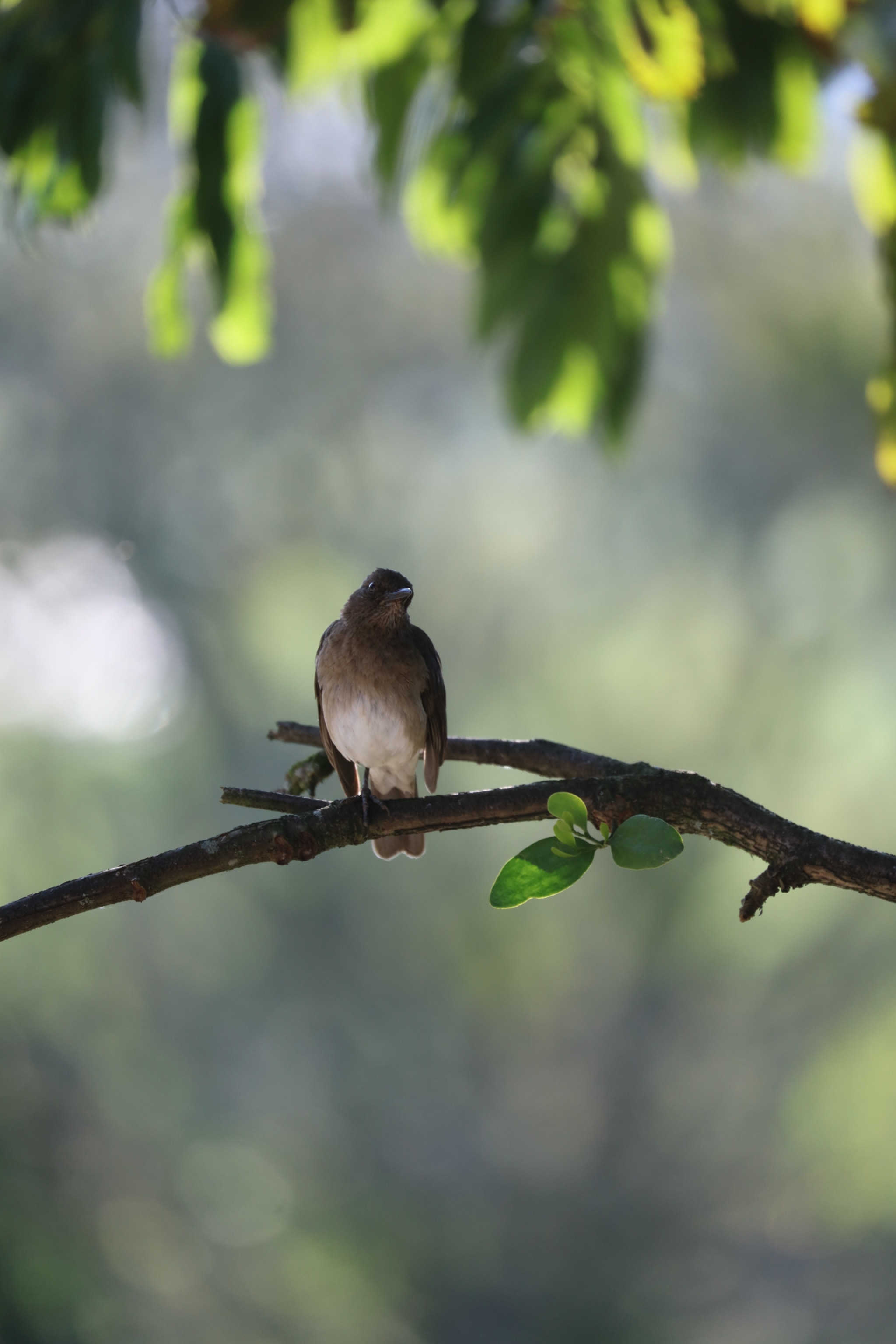 Canon EOS 5DS R sample photo. He lacks an eye and a leg ... but he always looks so divine. photography