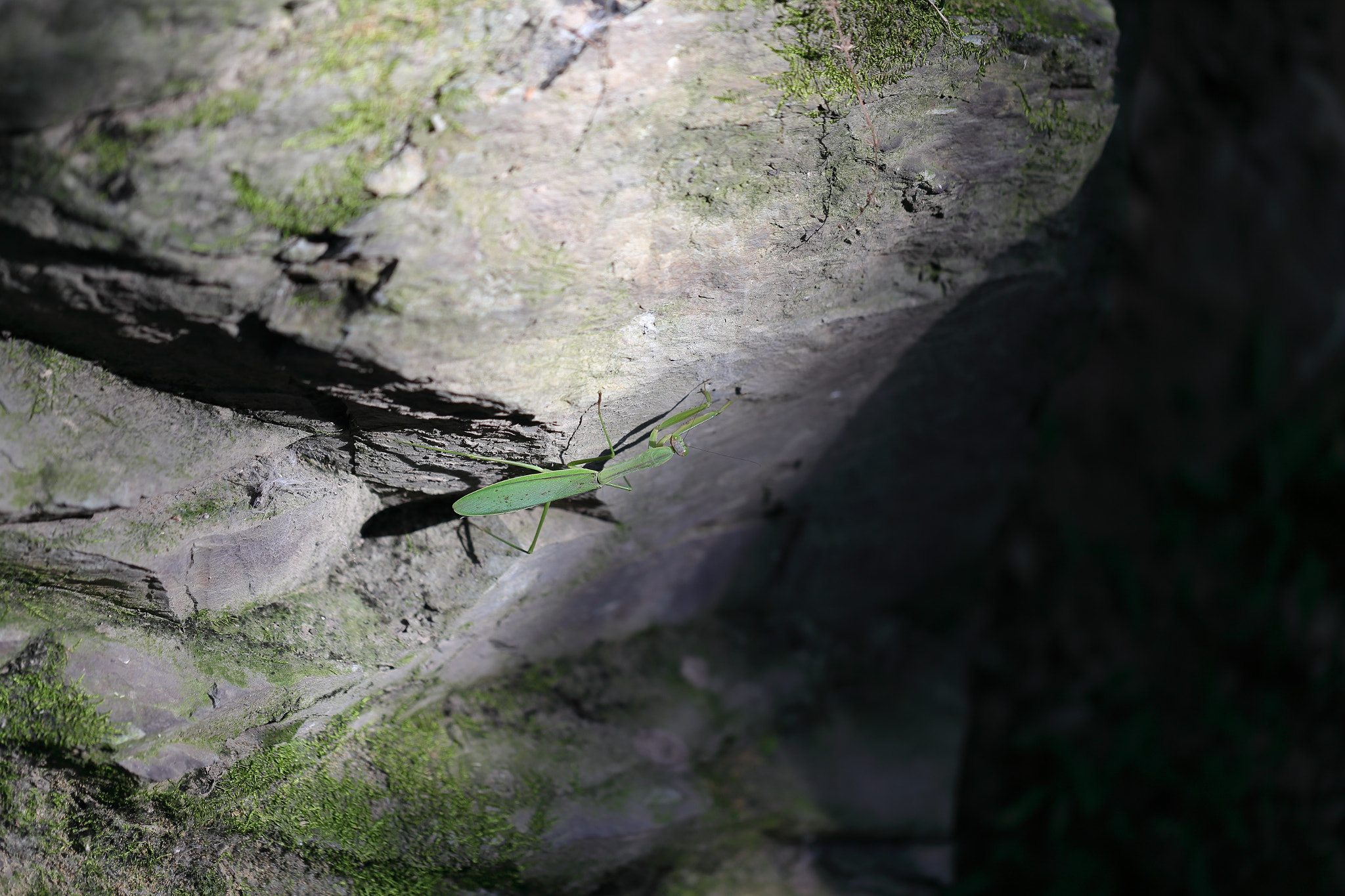 Canon EF 100mm F2.8L Macro IS USM sample photo. Mantis photography