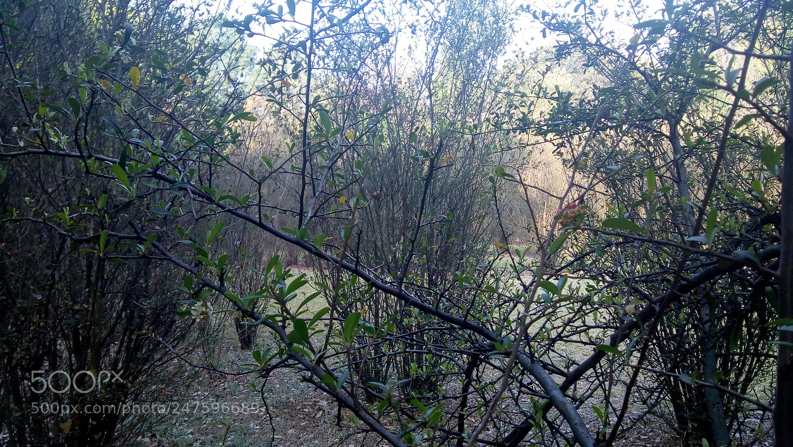 Motorola Moto E4 sample photo. Untitled photography