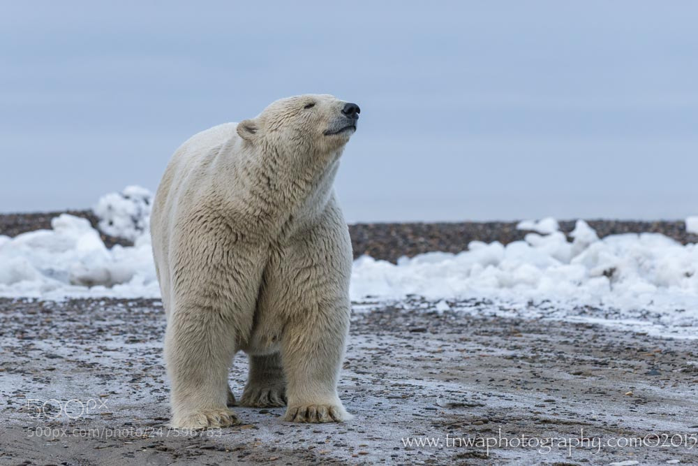 Nikon D800 sample photo. Vulnerability of the polar photography
