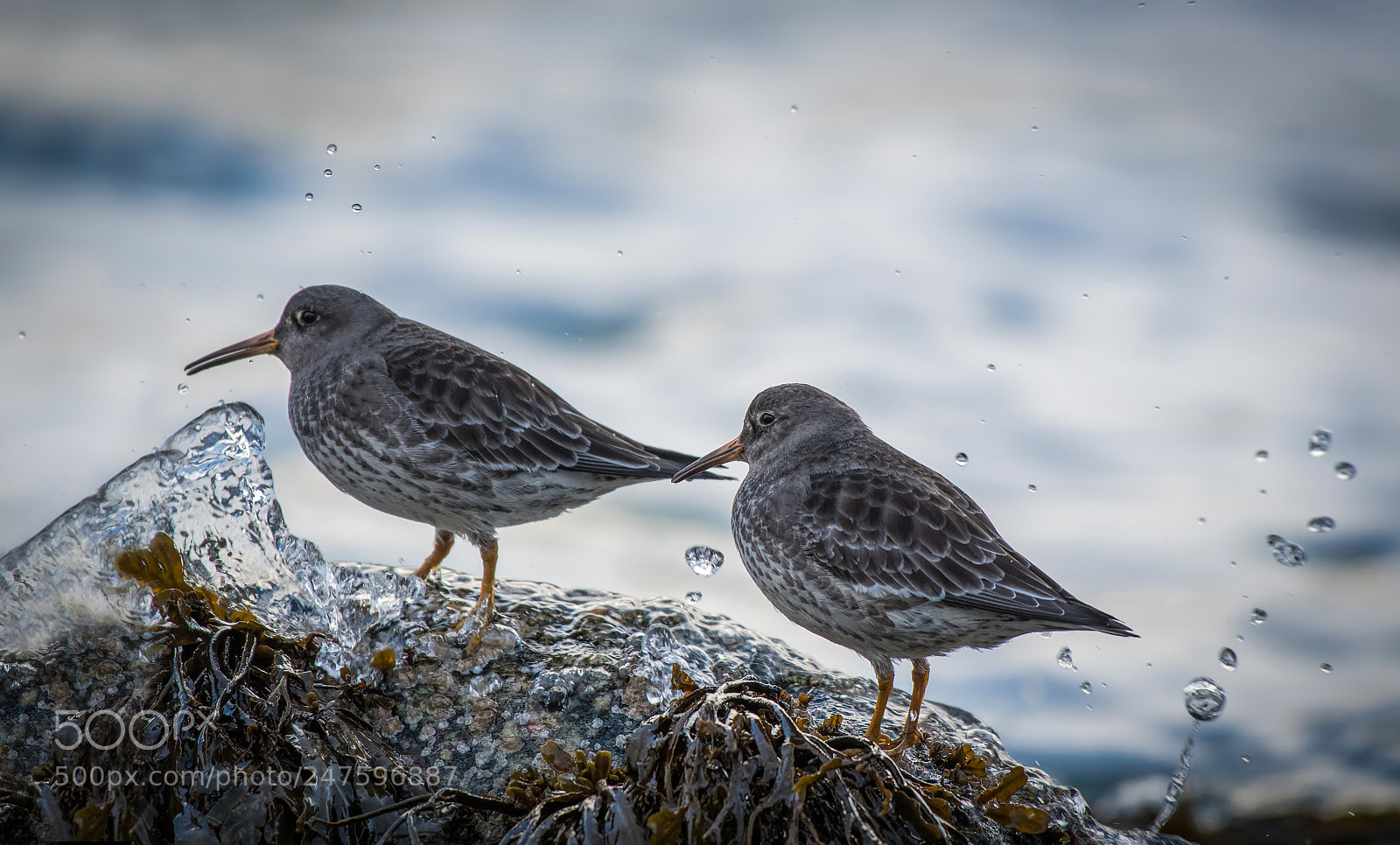 Nikon D500 sample photo. Turnstone at haukland beach... photography