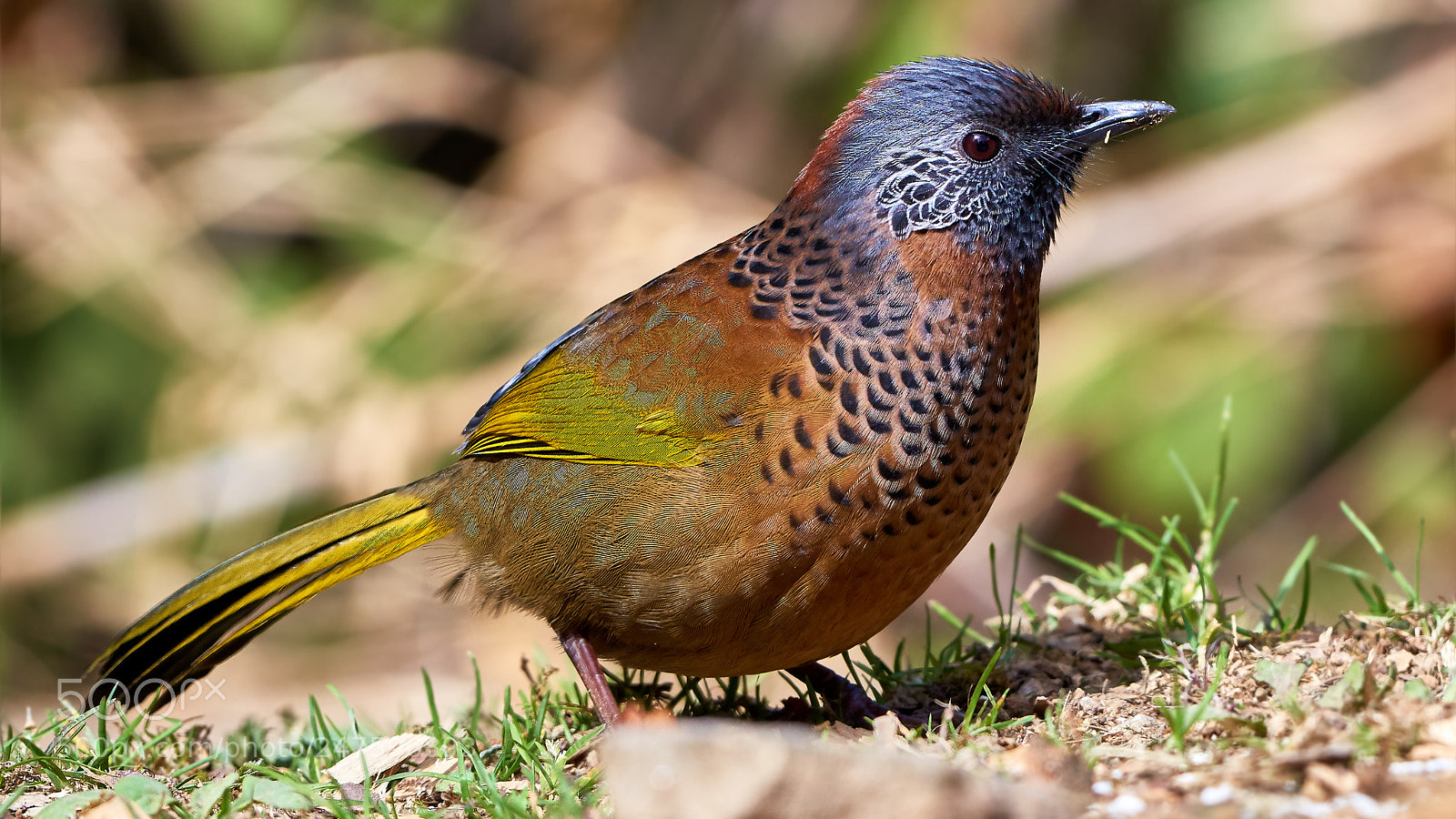 Nikon D810 sample photo. The colourful ! photography