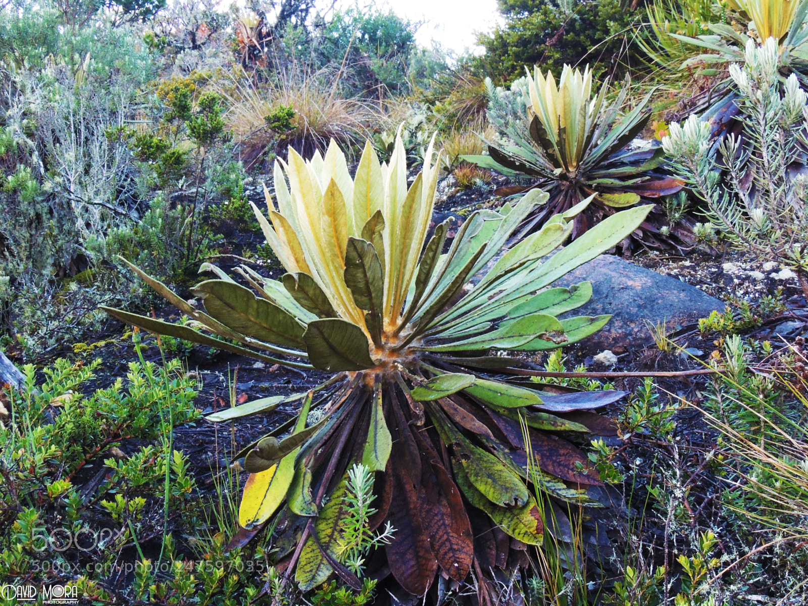 Nikon Coolpix P510 sample photo. Cerro de chegua photography