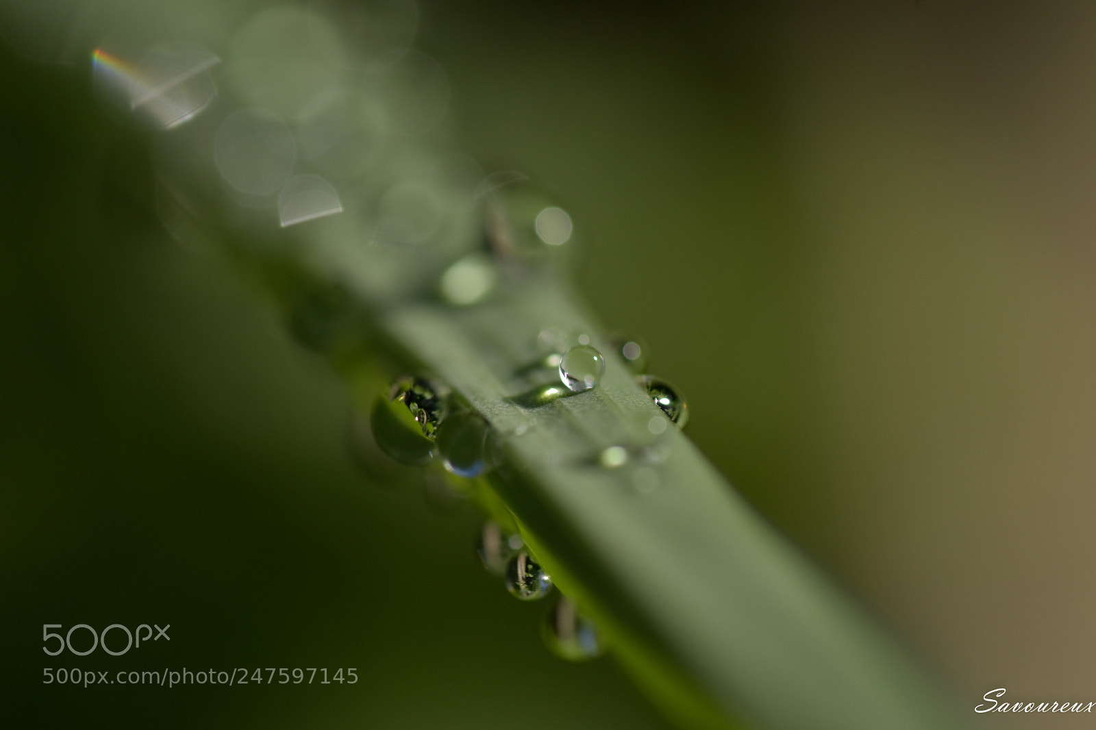 Nikon D5500 sample photo. *** photography