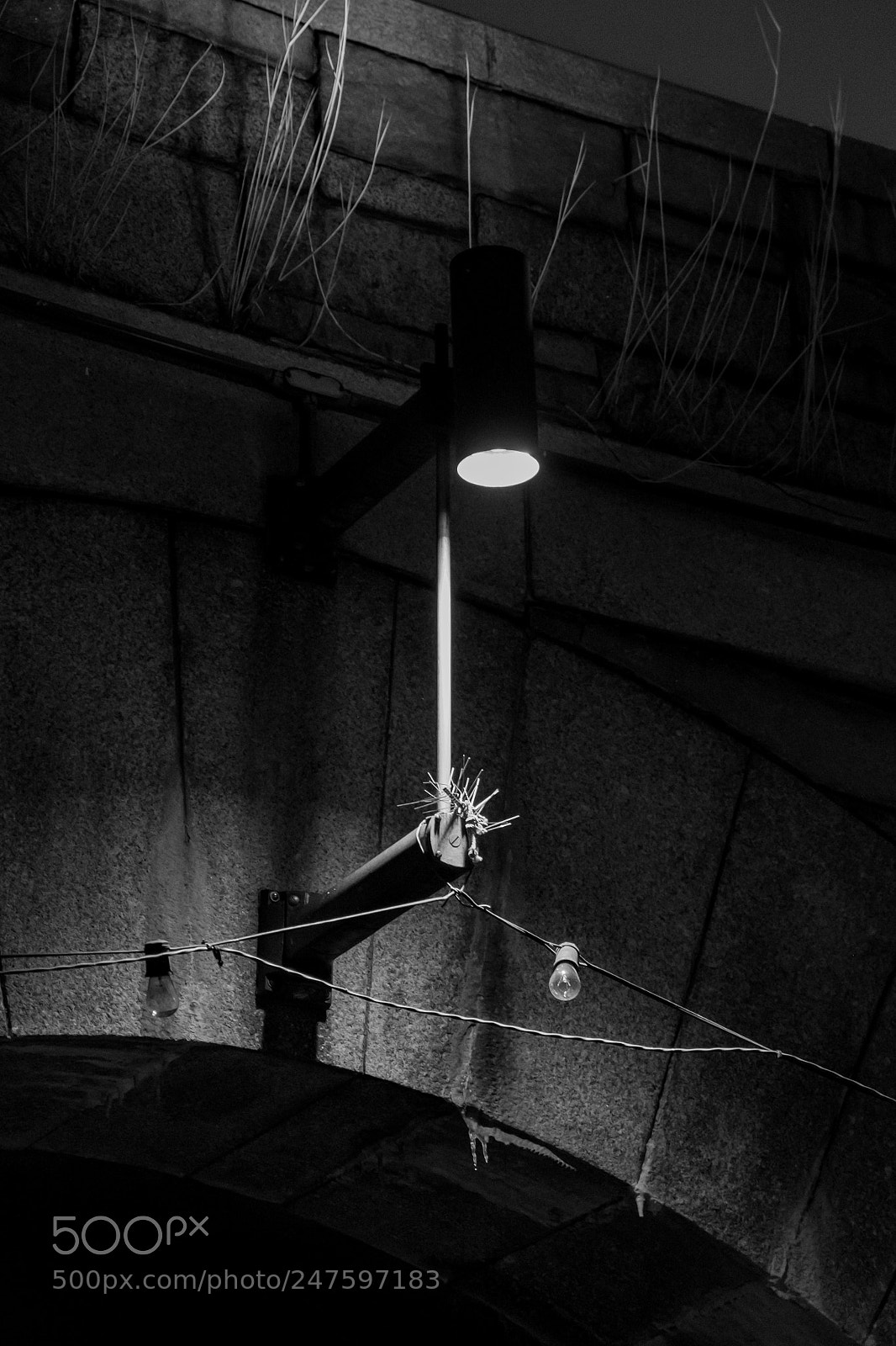 Fujifilm X-E2 sample photo. Crown of thorns photography
