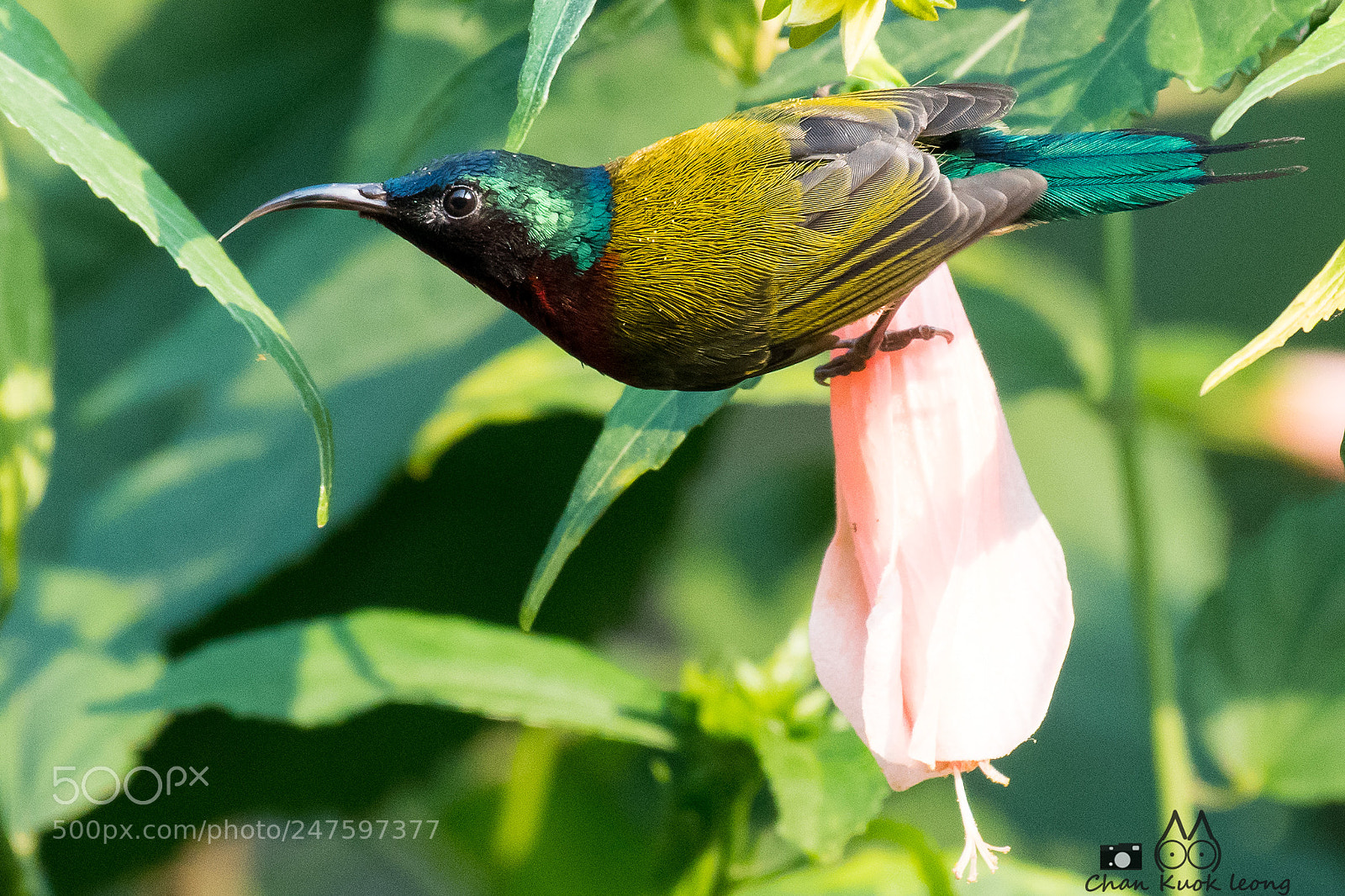 Nikon D500 sample photo. Sunbird photography
