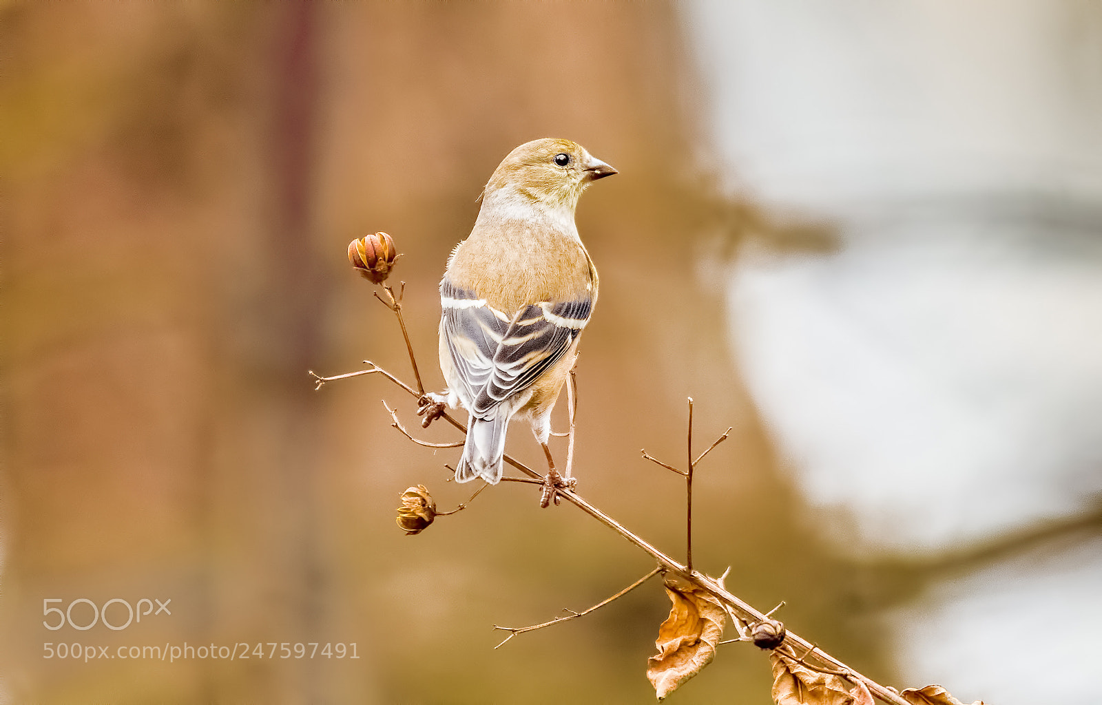 Nikon D500 sample photo. American goldfinch photography