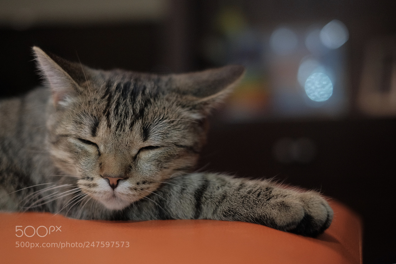 Fujifilm X-T20 sample photo. Спокойствие photography
