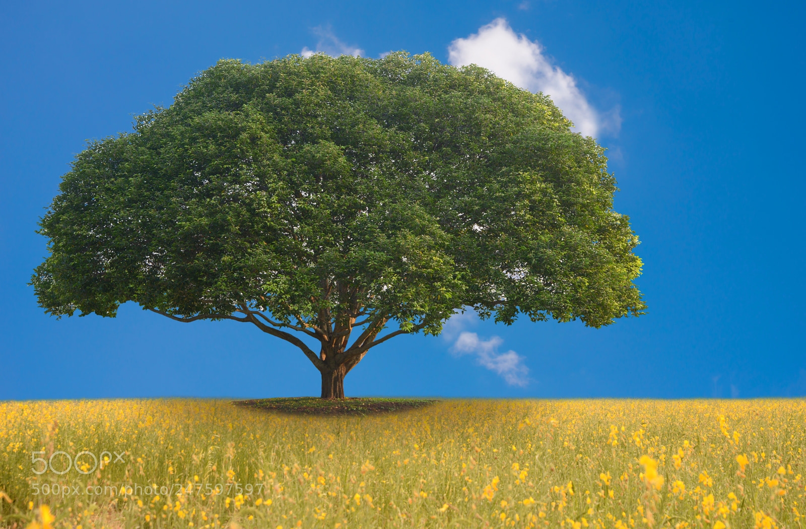 Nikon D610 sample photo. Beautiful nature for background photography