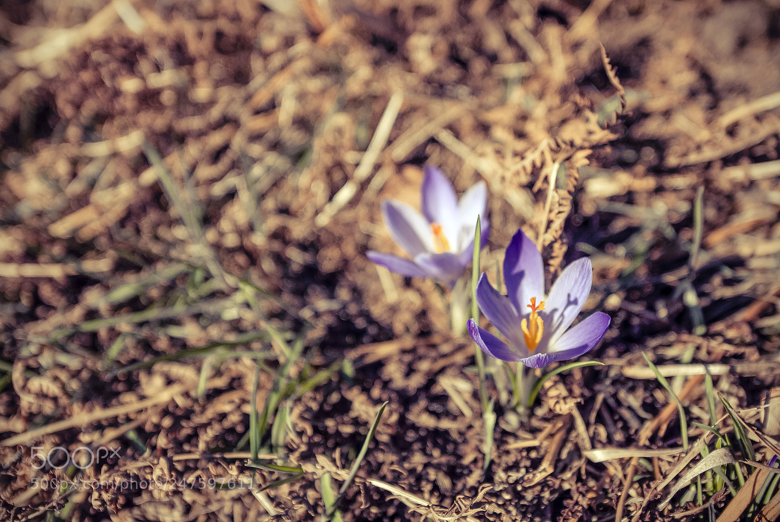Nikon D80 sample photo. Crocus flower photography
