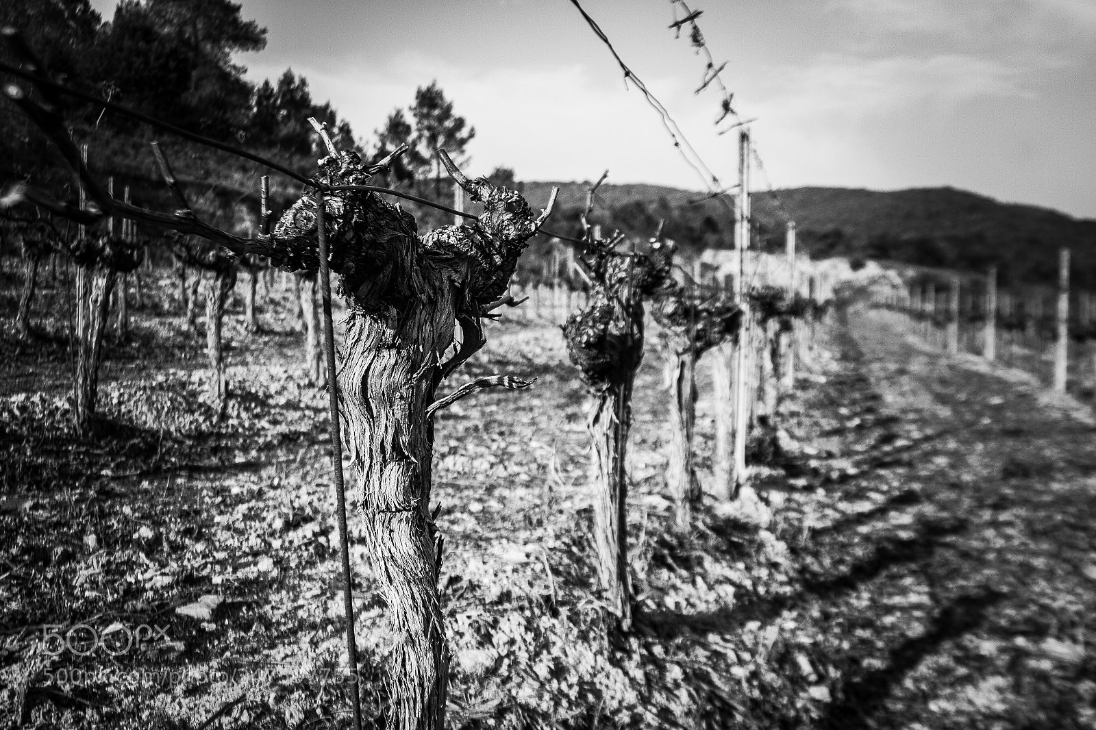 Canon EOS 550D (EOS Rebel T2i / EOS Kiss X4) sample photo. Pied de vigne photography