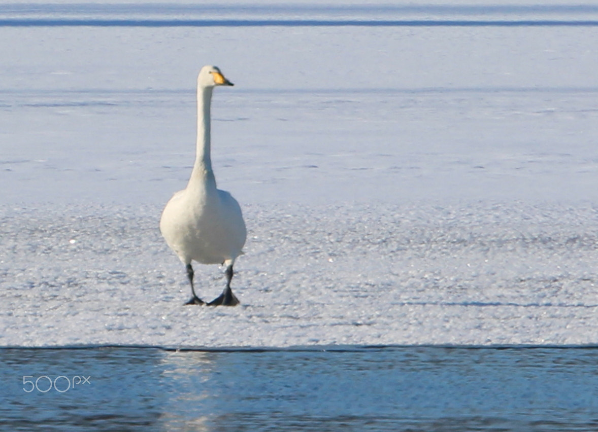 Canon EOS 700D (EOS Rebel T5i / EOS Kiss X7i) sample photo. Lonely swan on the ice.... photography