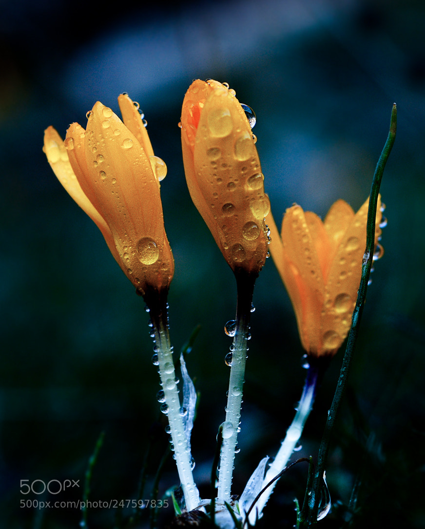 Nikon D7100 sample photo. Cigdem photography