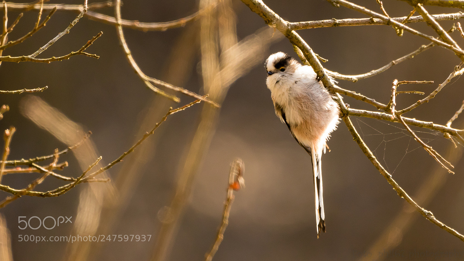 Canon EOS 7D Mark II sample photo. Mésange longue queue photography