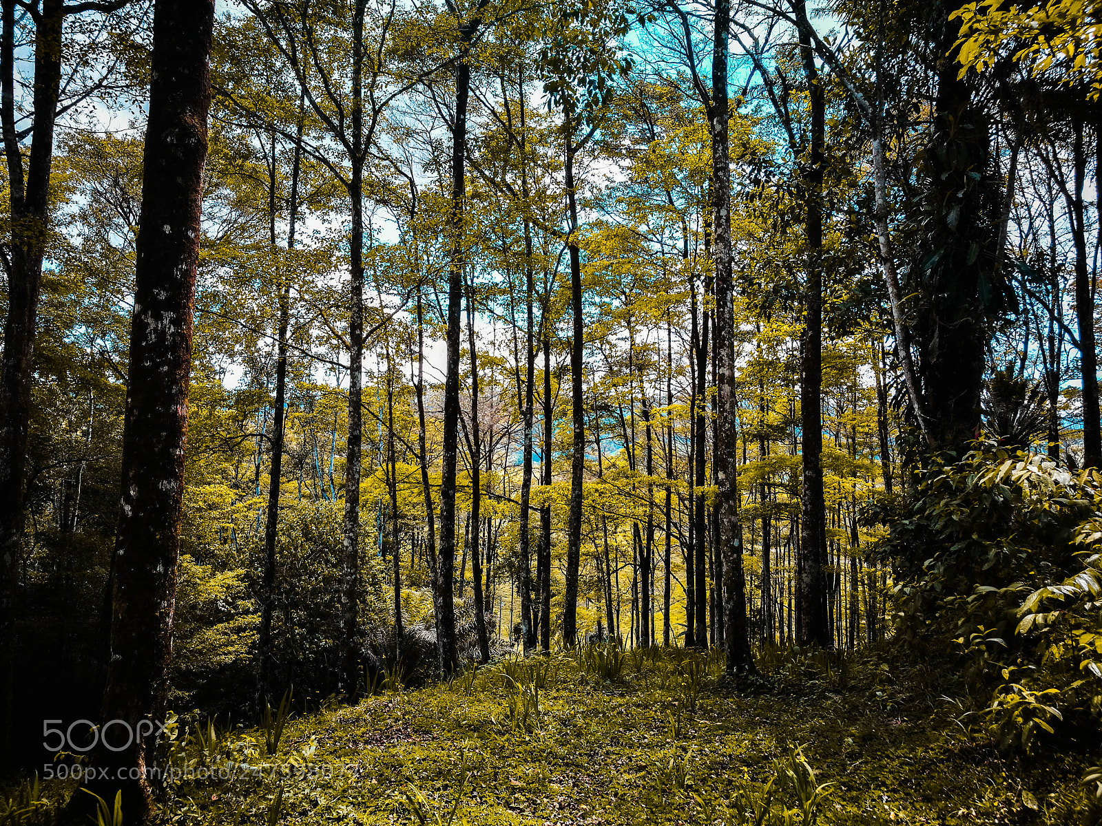 HUAWEI P9 sample photo. Forest photography