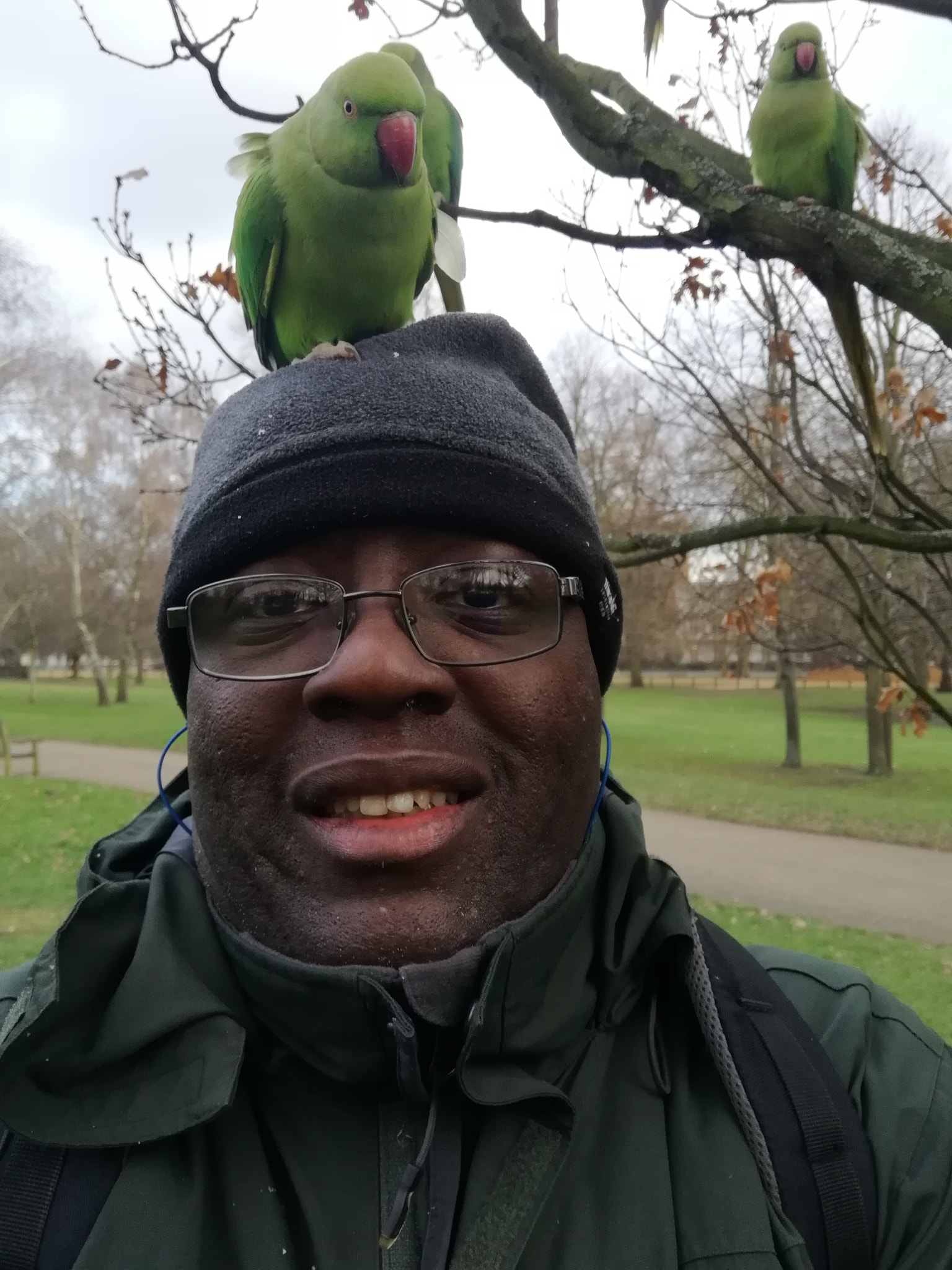HUAWEI Honor 9 Lite sample photo. Parrot on the head photography