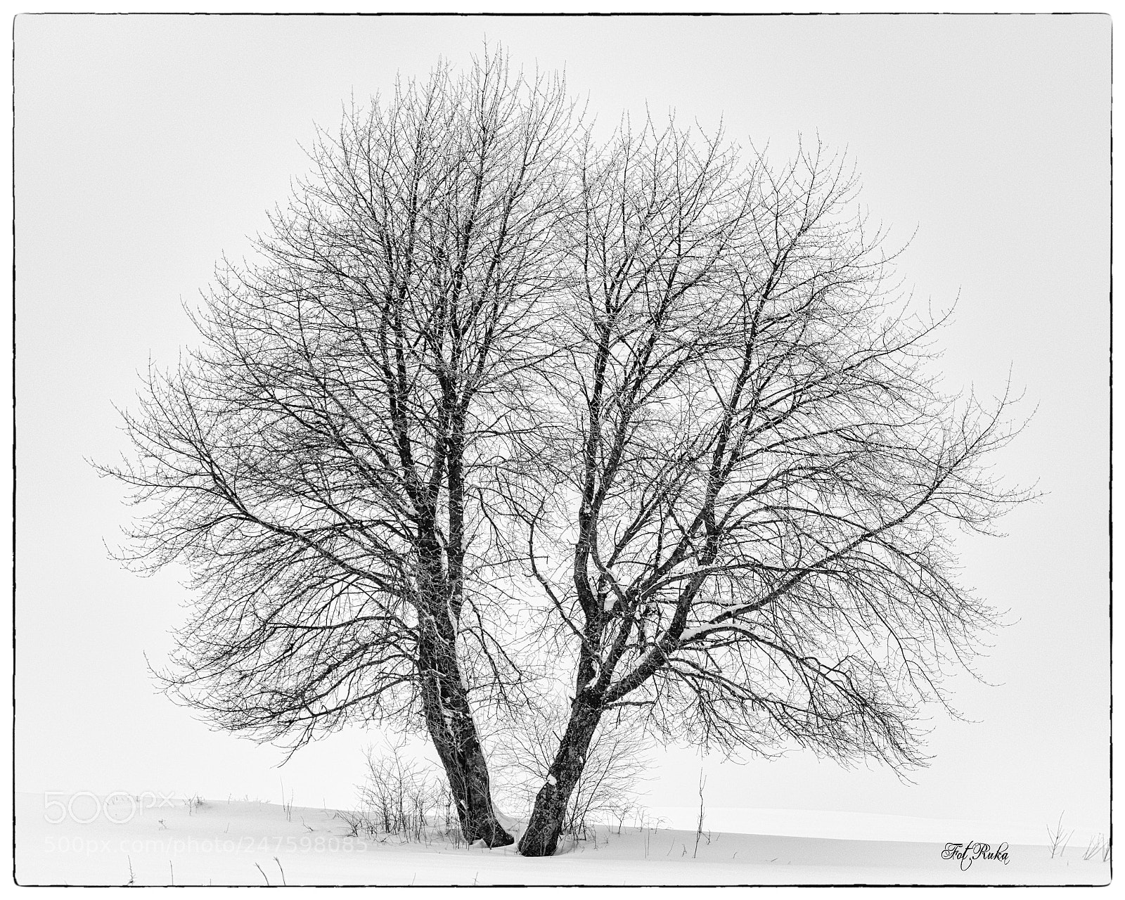 Canon EOS 80D sample photo. Winter tree photography