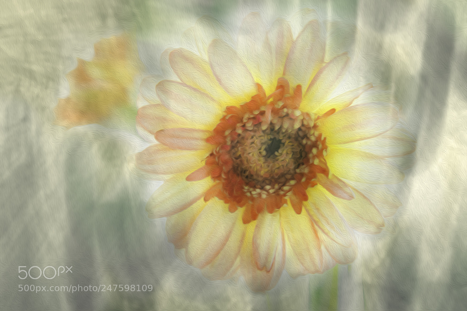 Canon EOS 80D sample photo. Gerbera photography