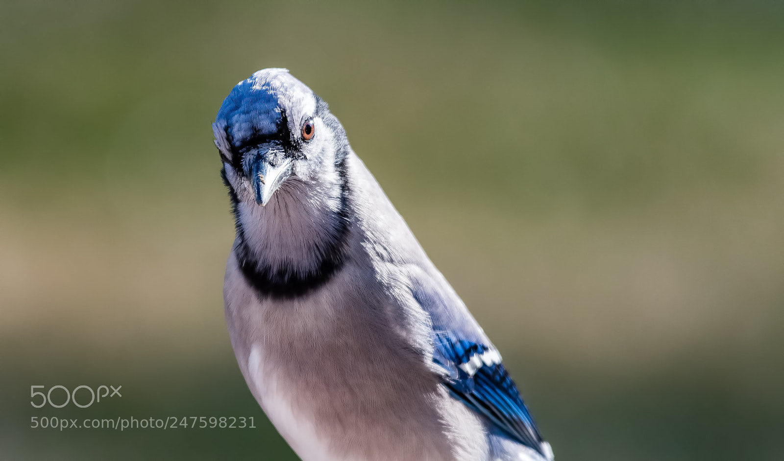 Nikon D500 sample photo. Blue jay closeup photography